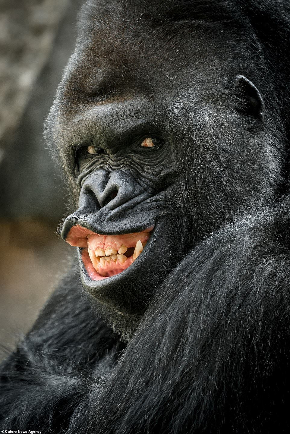 Close-up of Grinning Gorilla