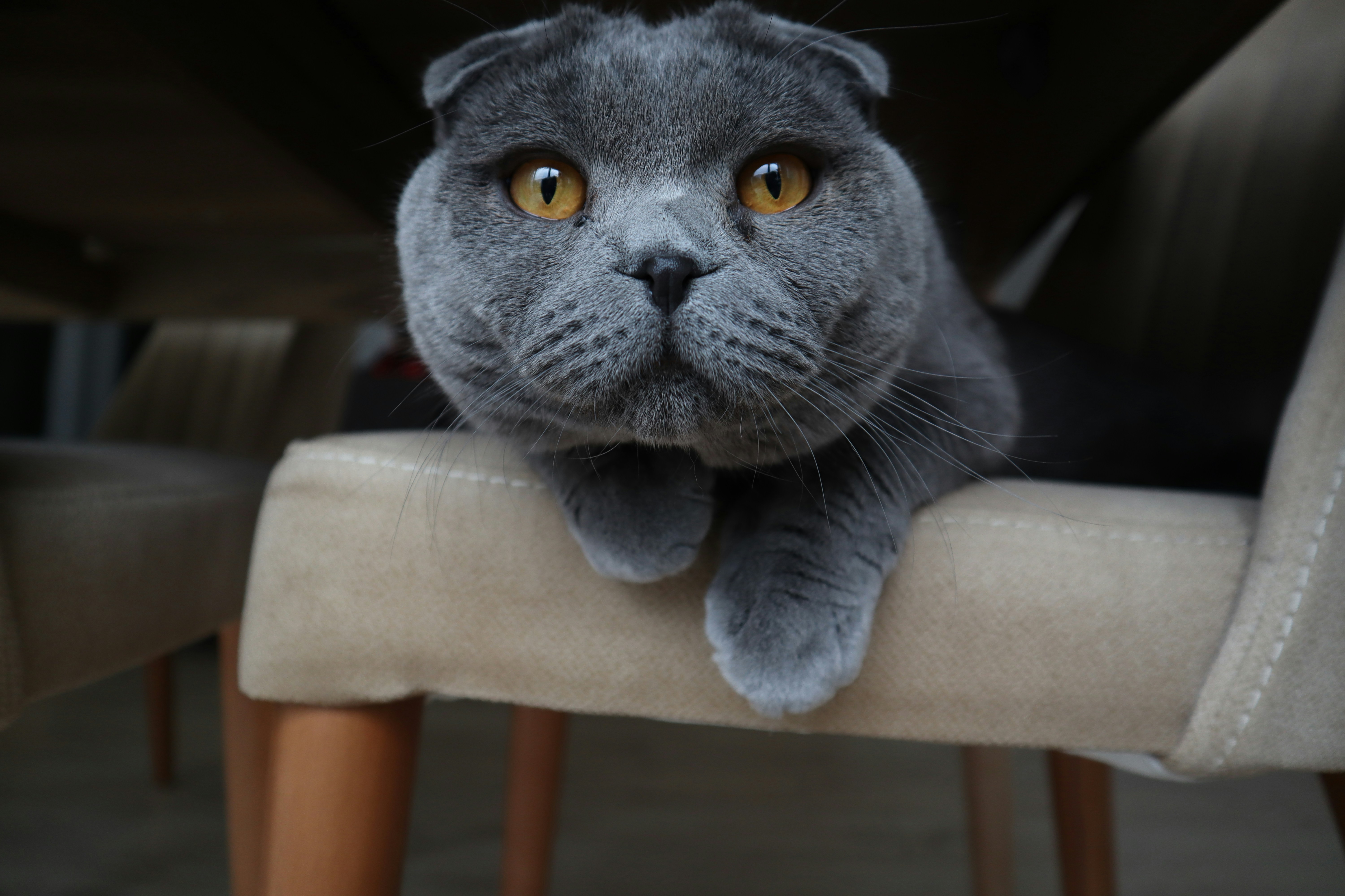 Gray Scottish Fold Cat on Chair