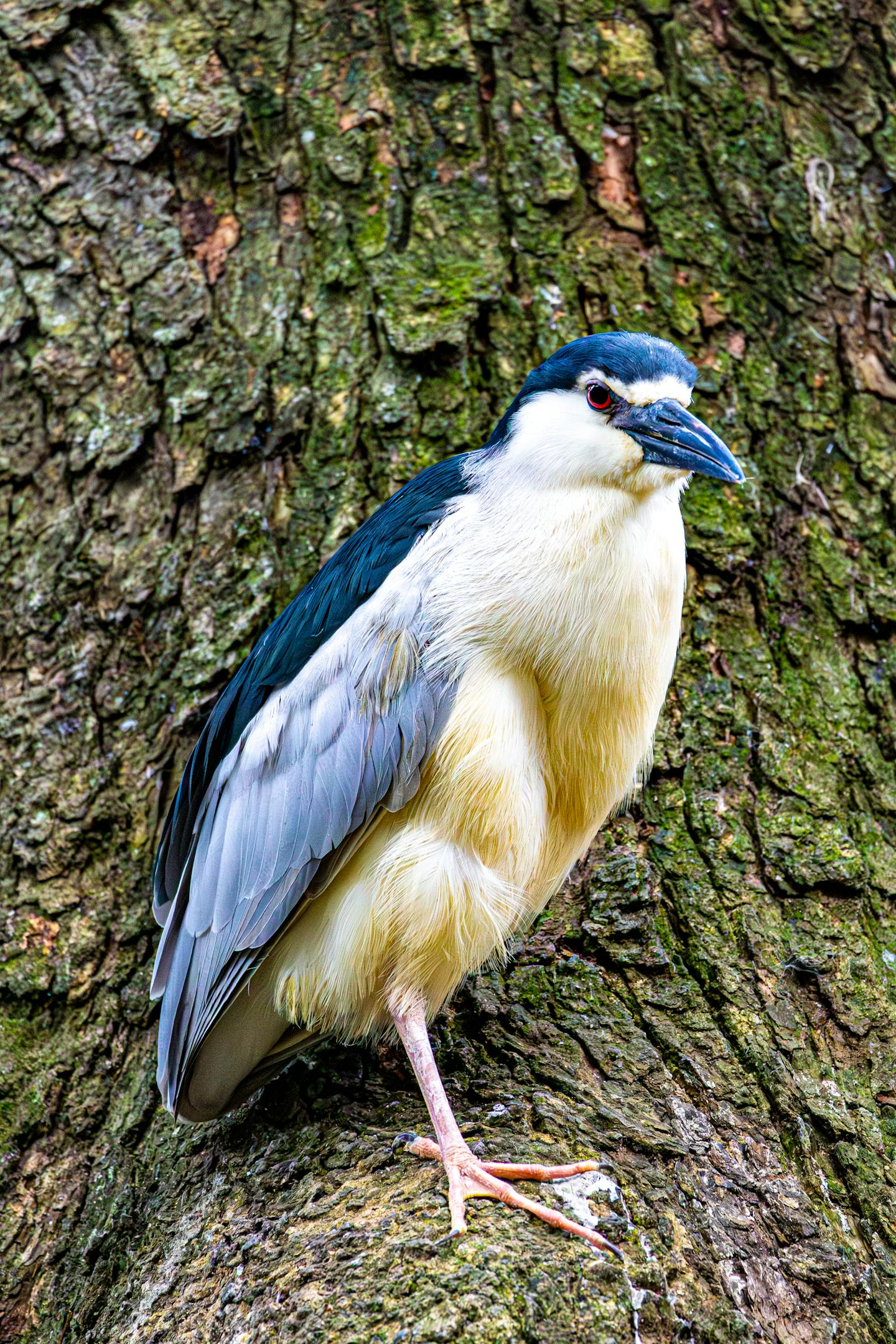 Black-crowned Night Heron on Tree Trunk