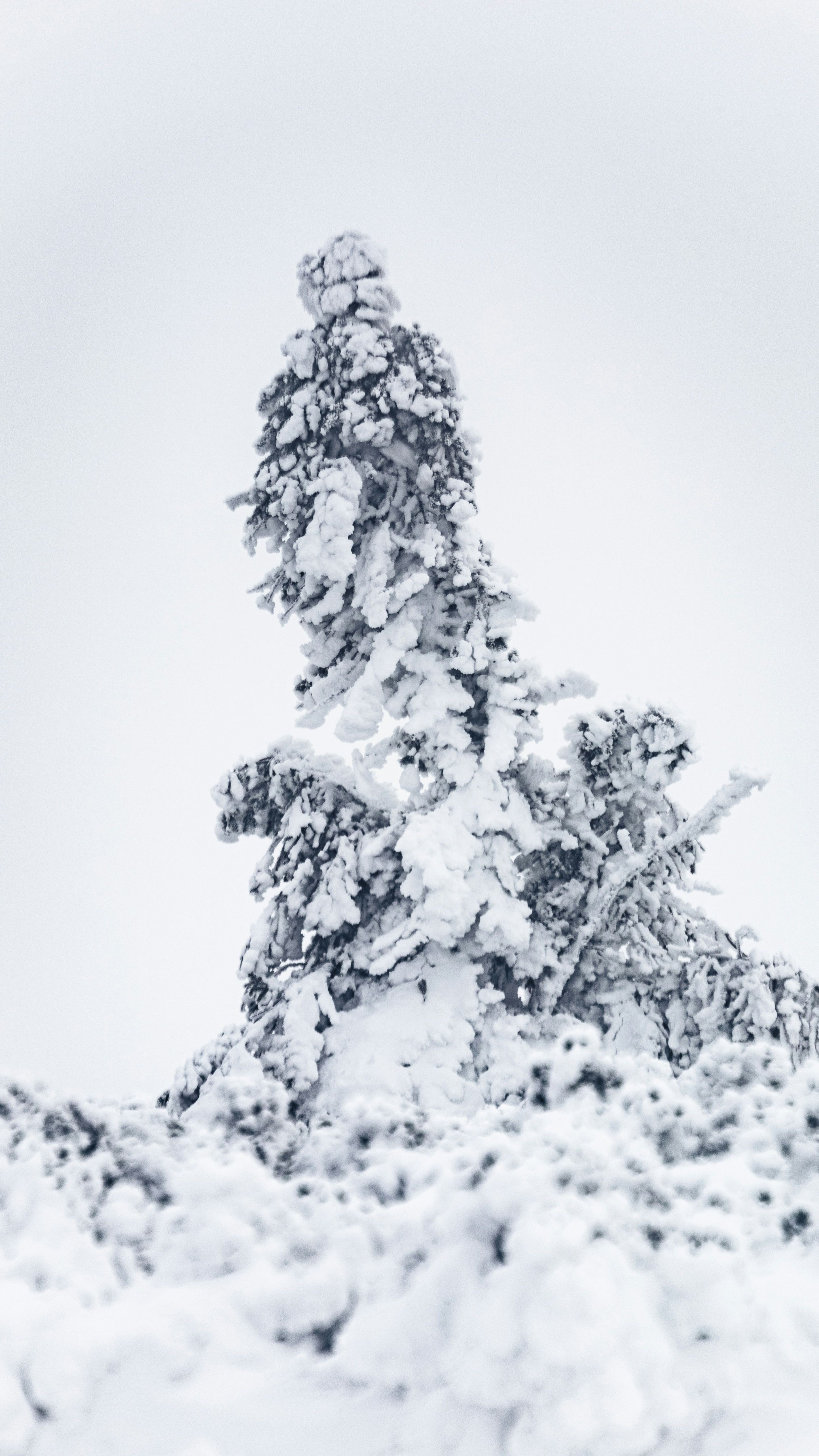 Snow Covered Pine Tree