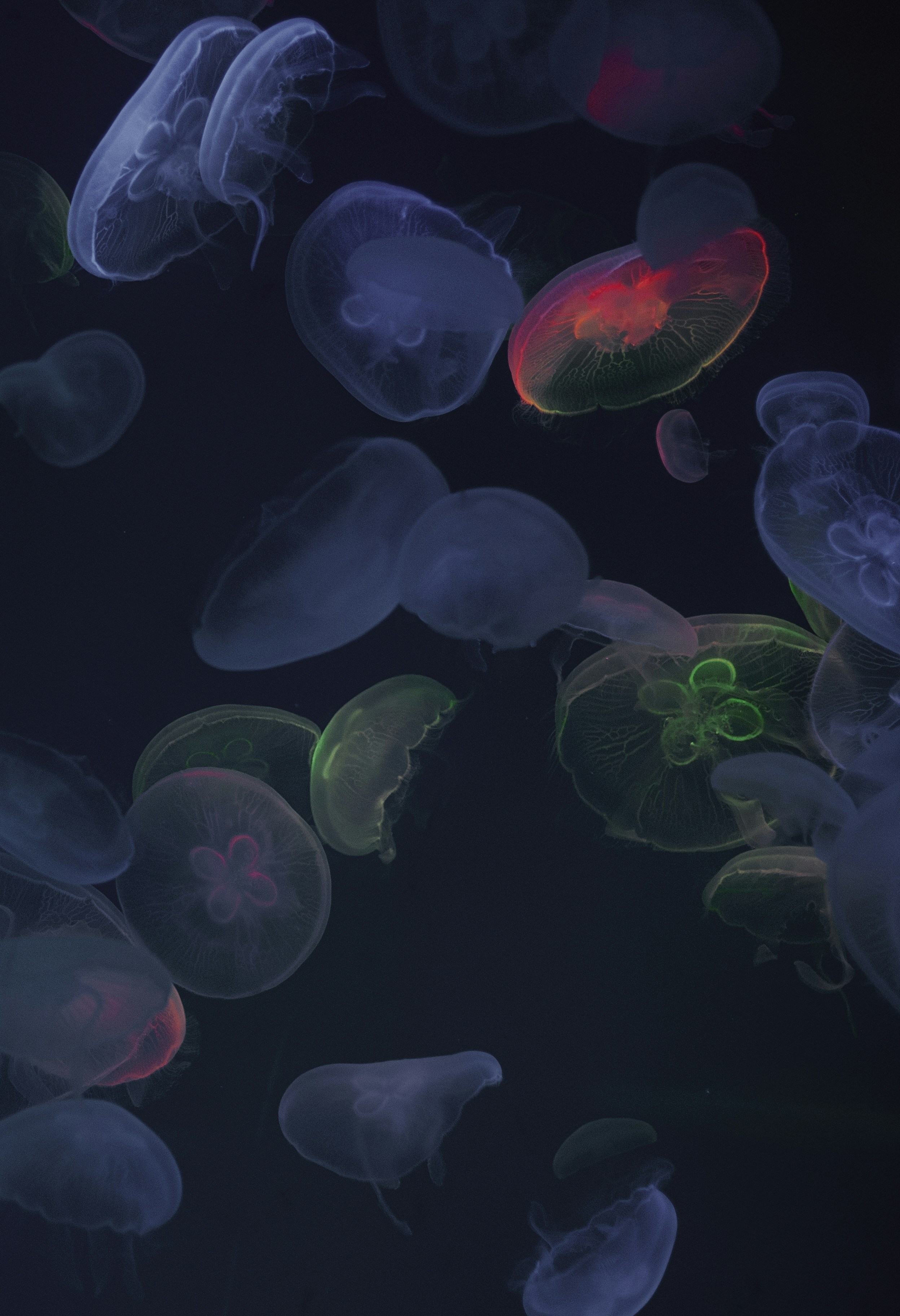 Glowing Jellyfish Underwater