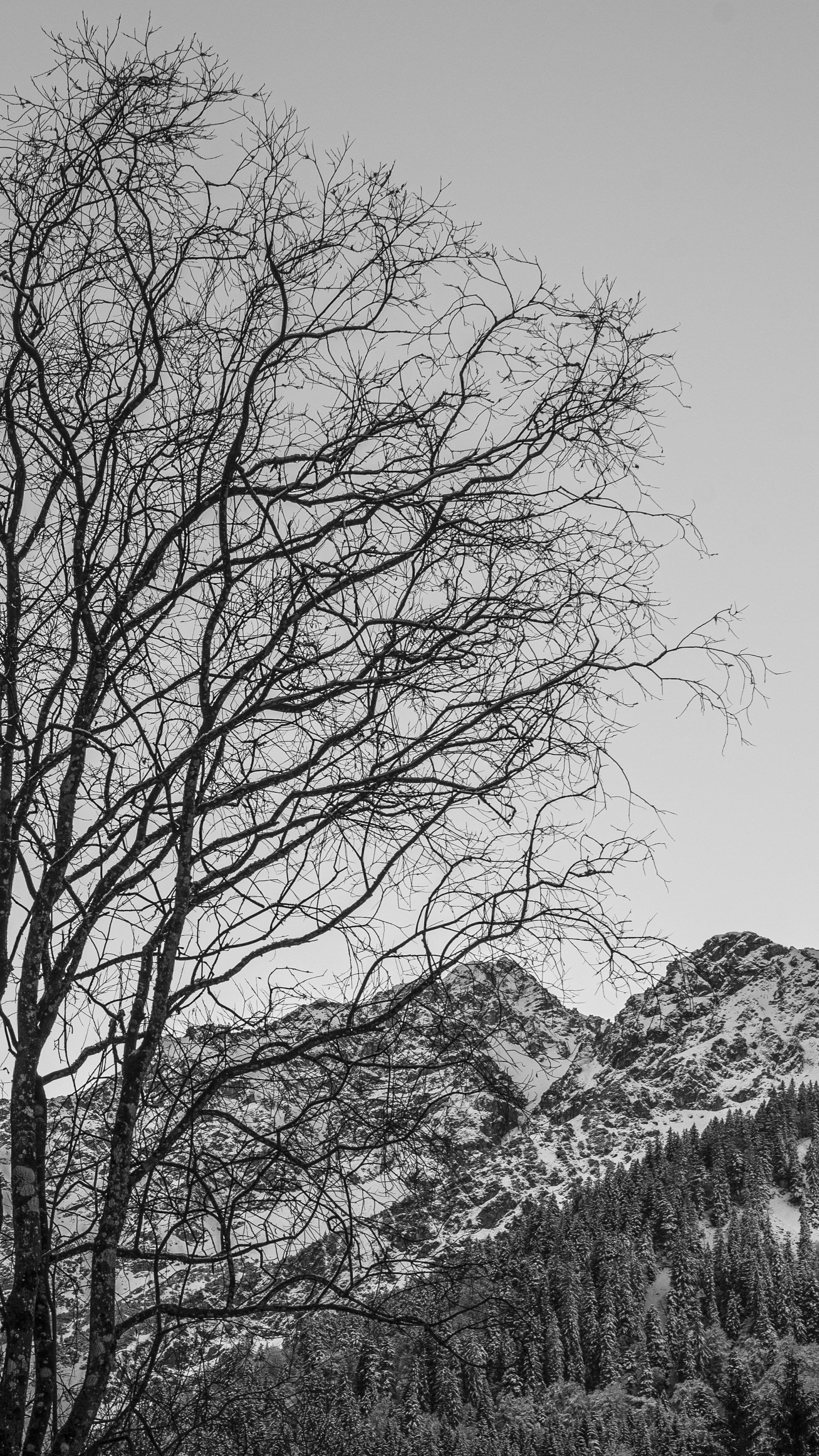 Bare Tree Over Snowy Winter Mountains