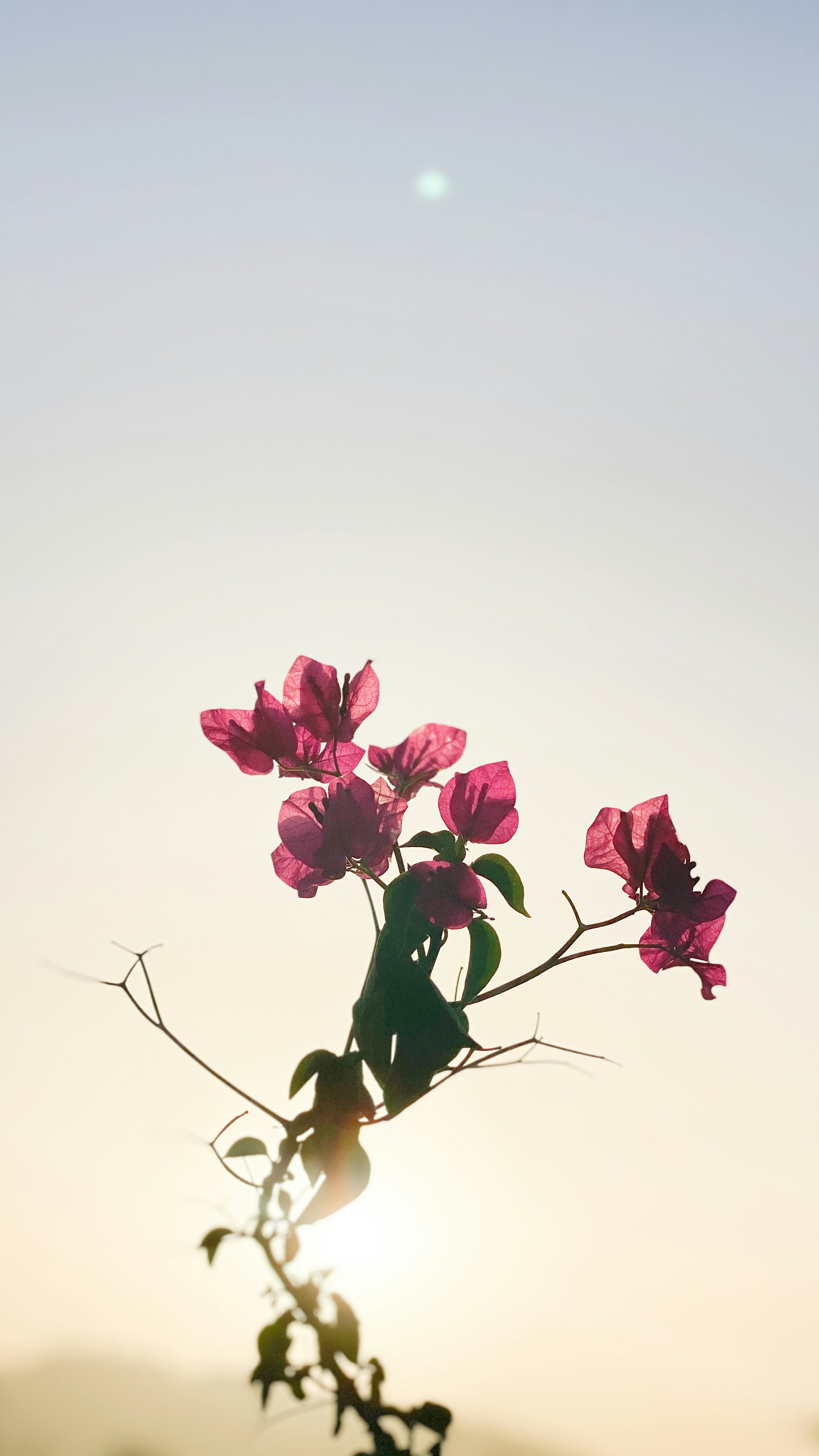 Wallpapers