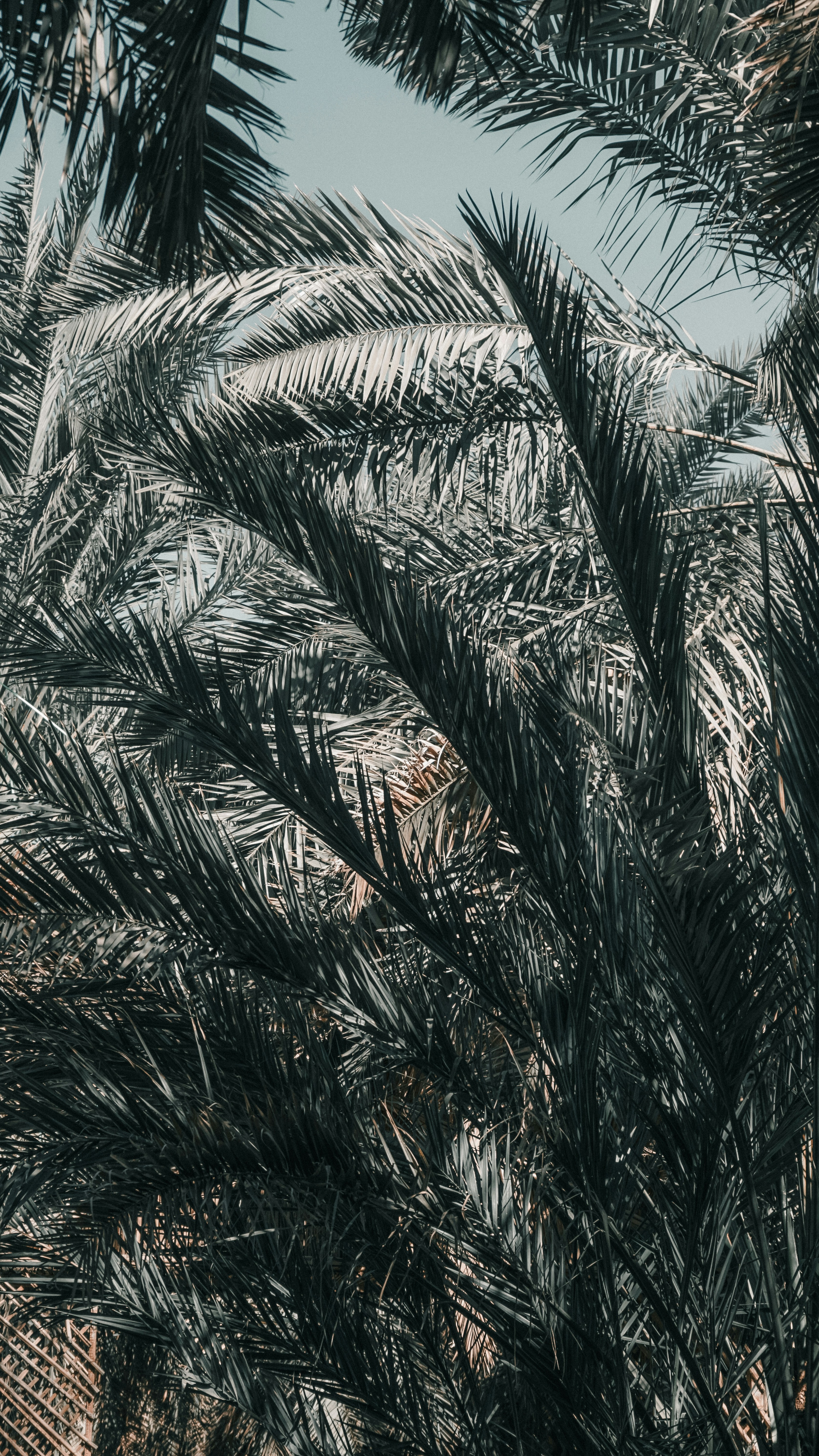 Wallpapers