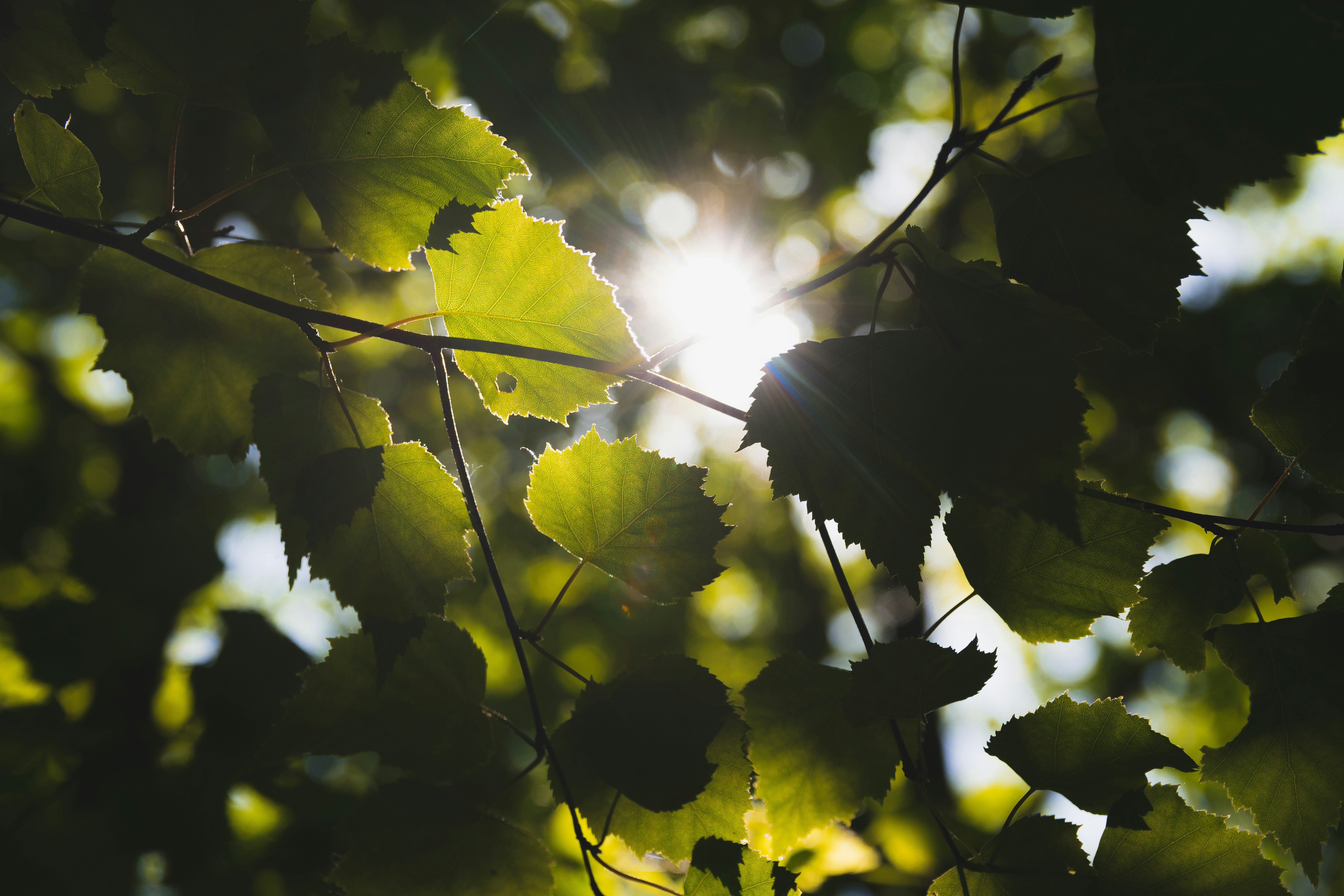 Sunlight Through Tree Leaves