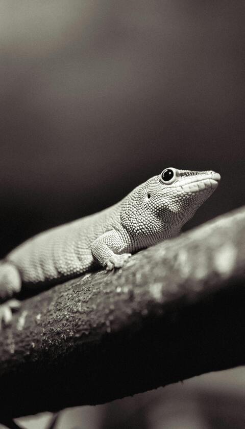 Image 1322746 — Animal Encyclopedia