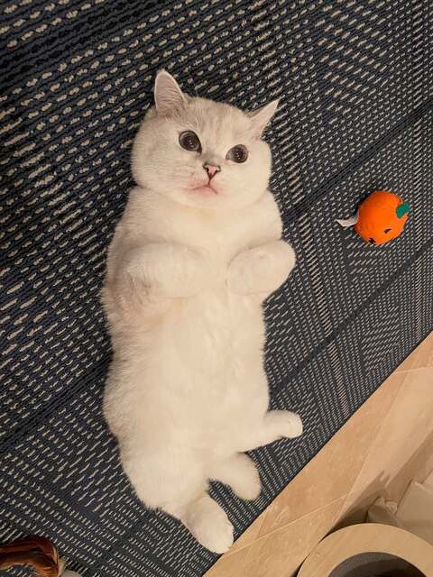 Image 80689 — Pets