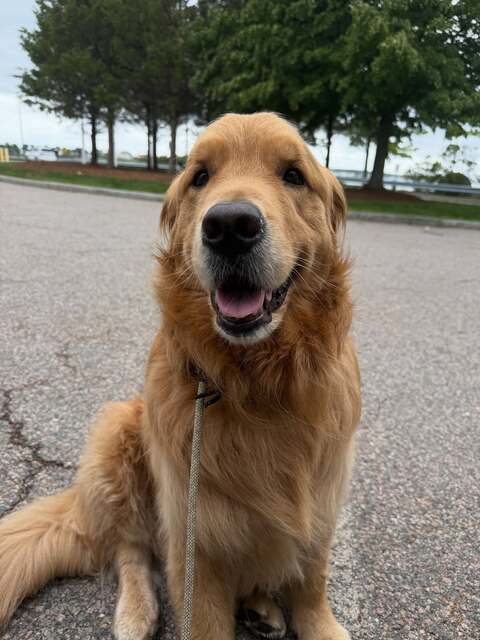 Happy Golden Retriever Outdoors