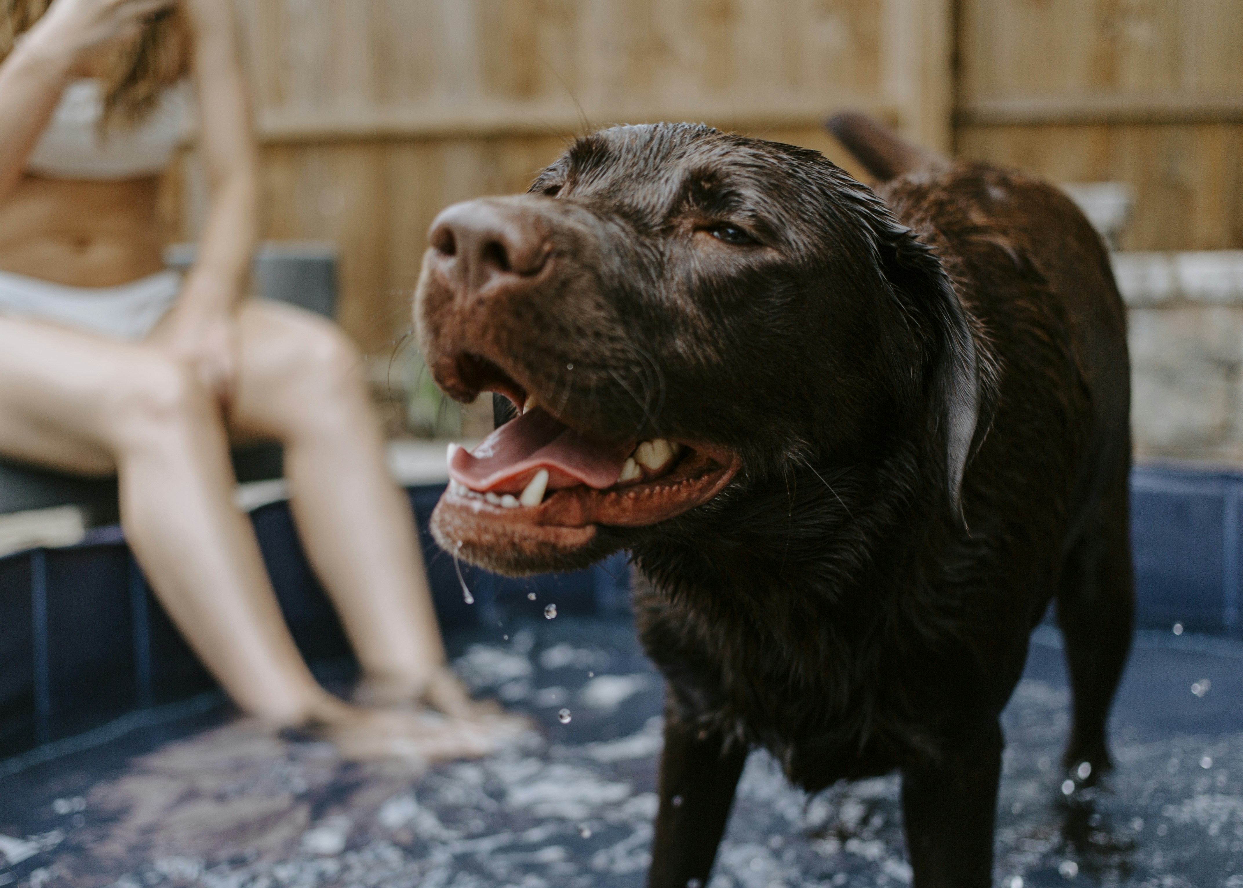 Wet Chocolate Labrador in Hot Tub