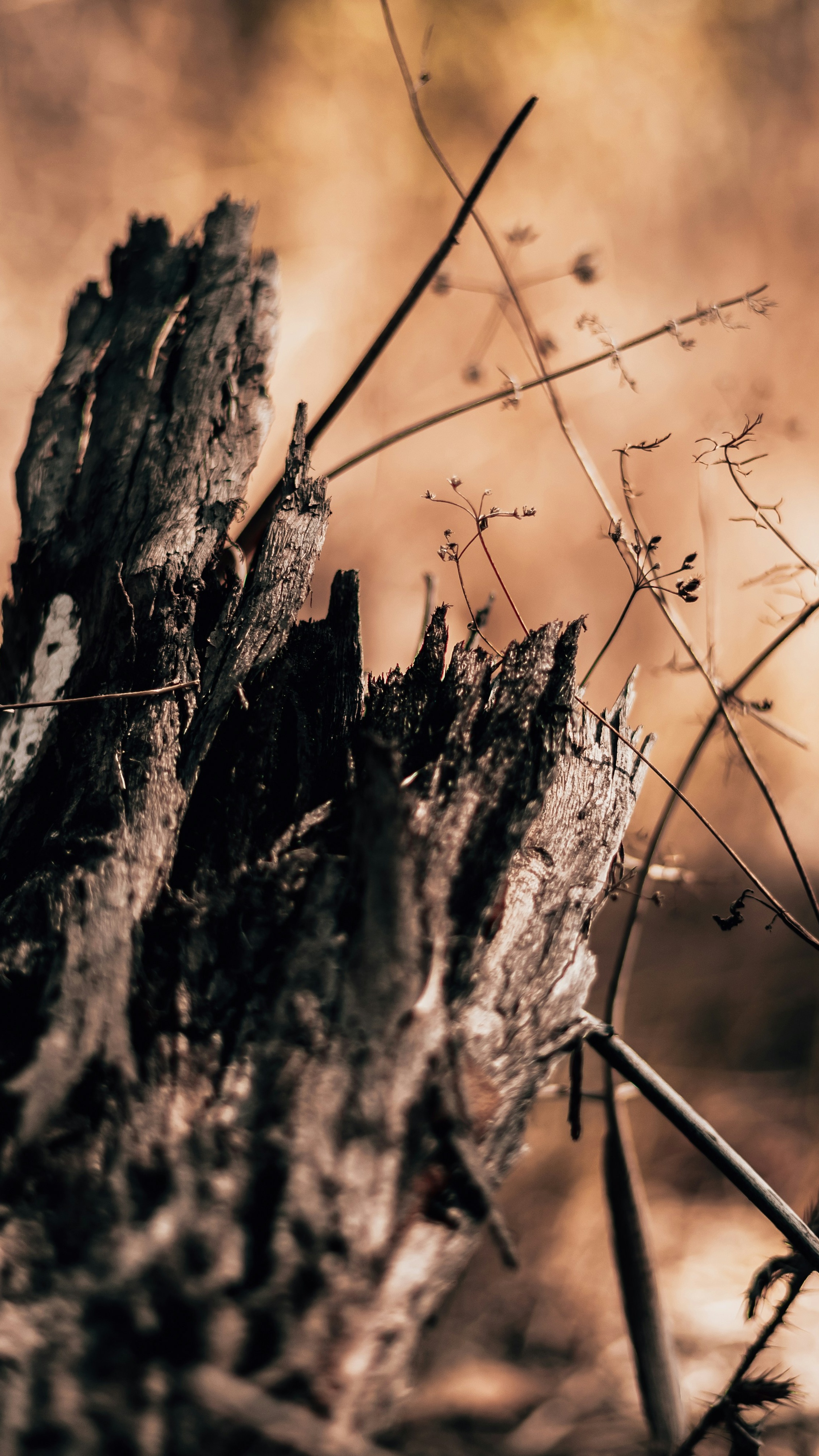 Decaying Tree Stump With Dry Weeds