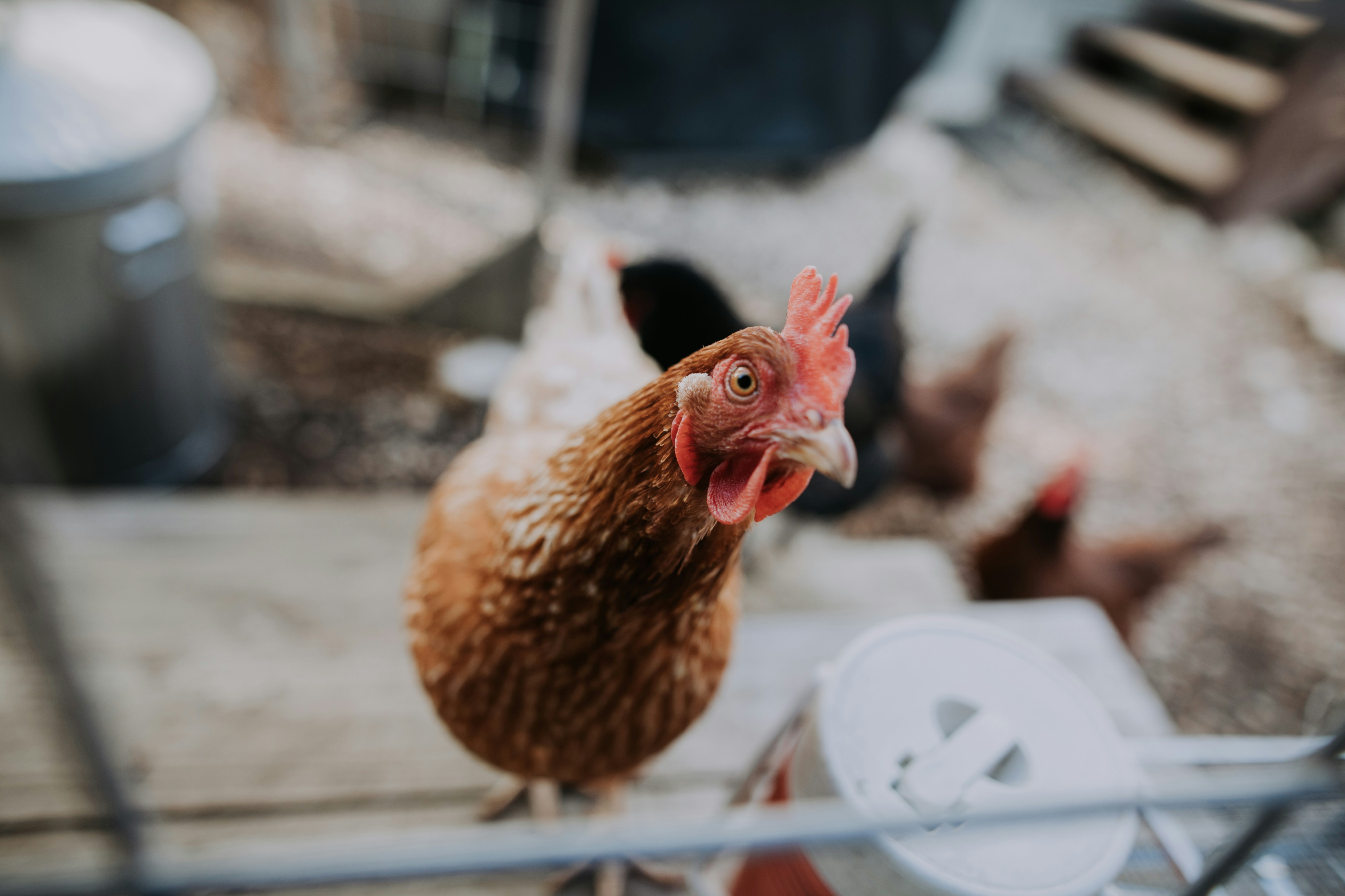Brown Hen in Chicken Coop