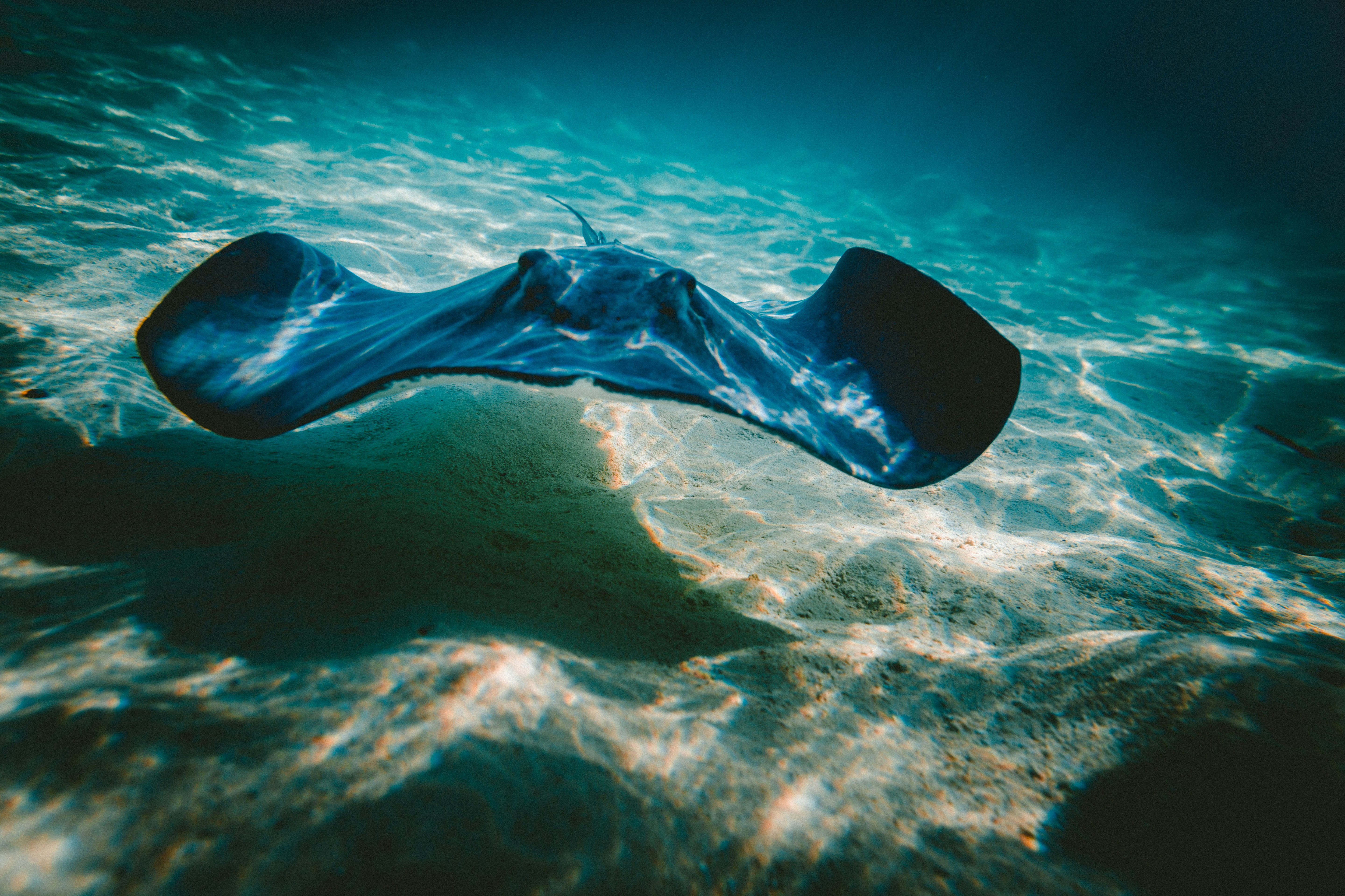 Stingray Swimming Over Sandy Seabed