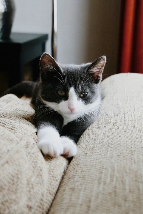 Black and White Cat on Couch