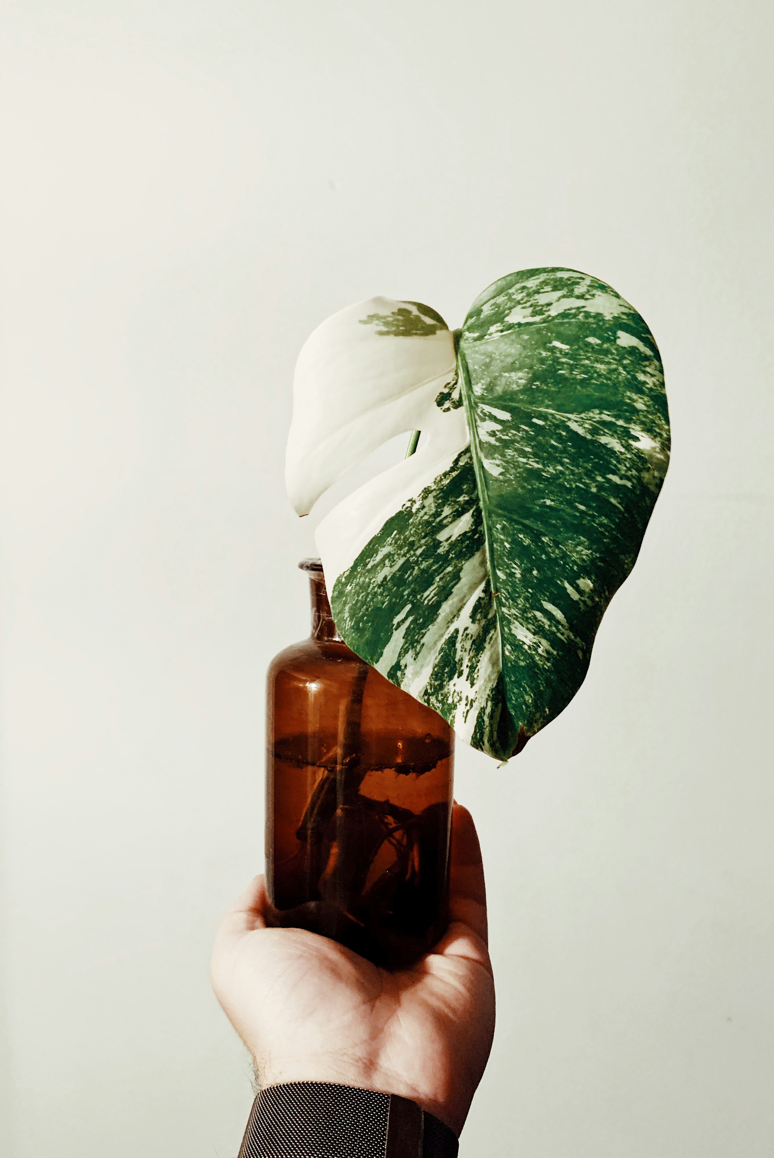 Hand Held Variegated Monstera Cutting