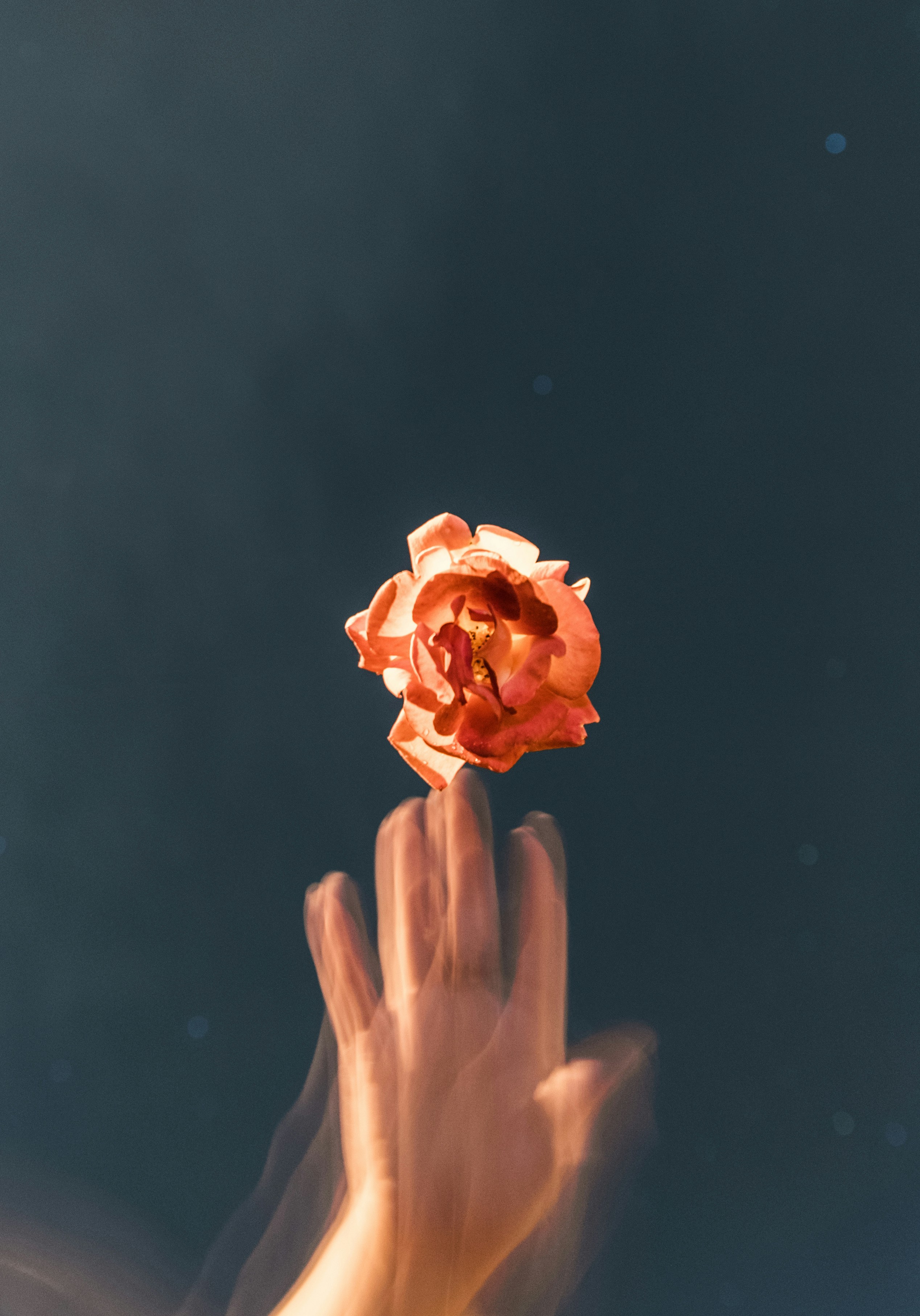 Blurred Hand Reaching For Illuminated Rose