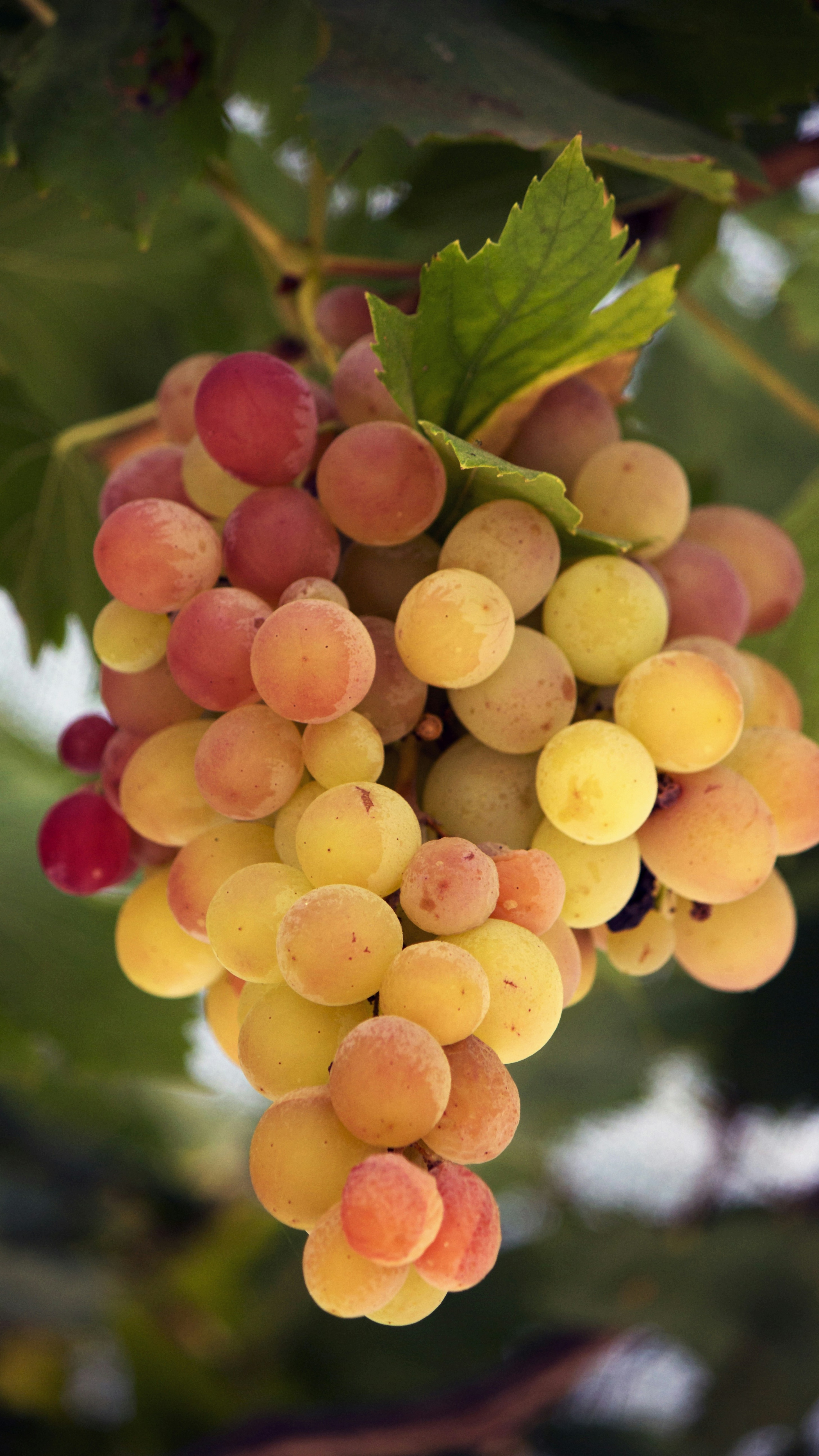 Ripening Grapes on the Vine