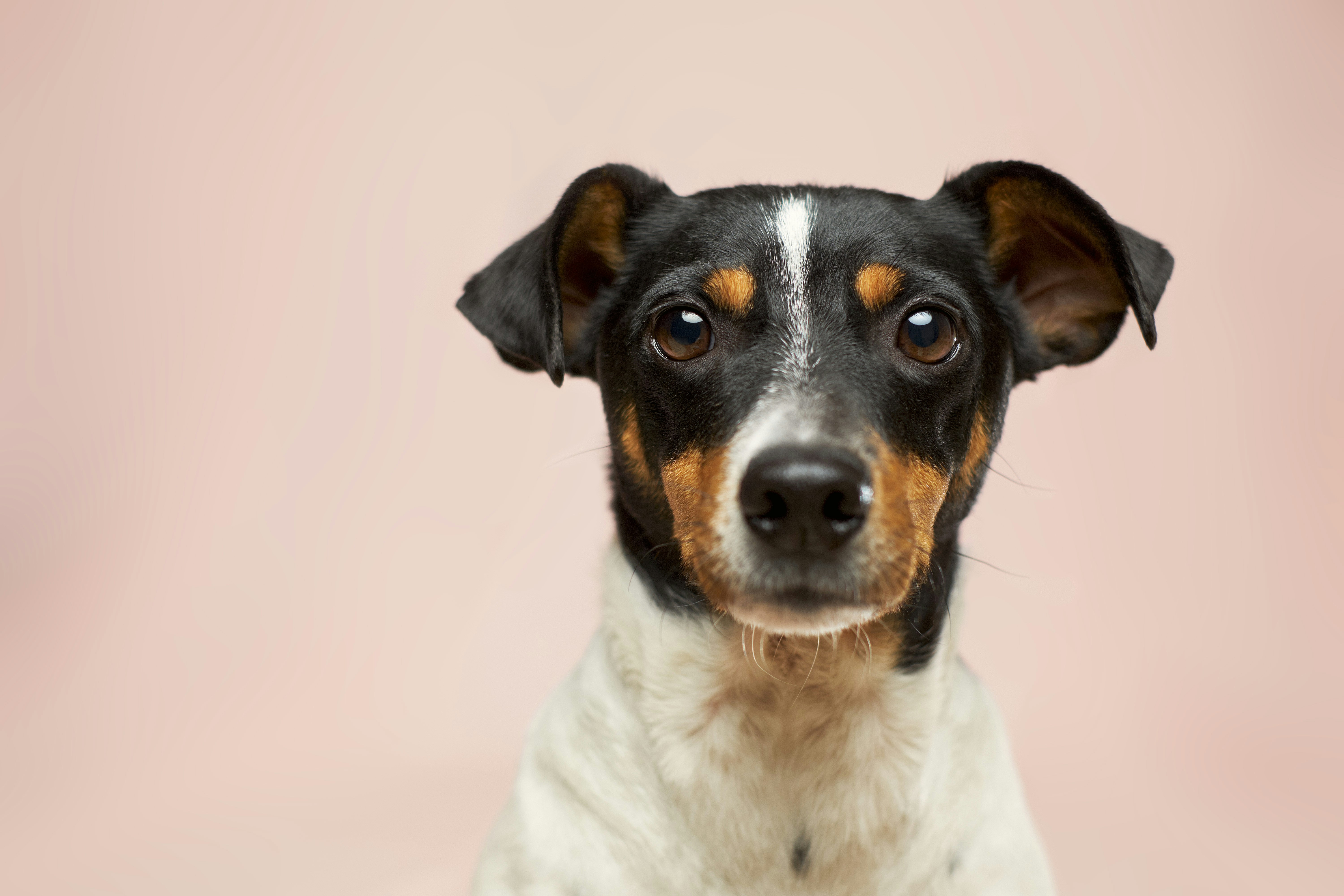 Portrait of a Tricolor Dog