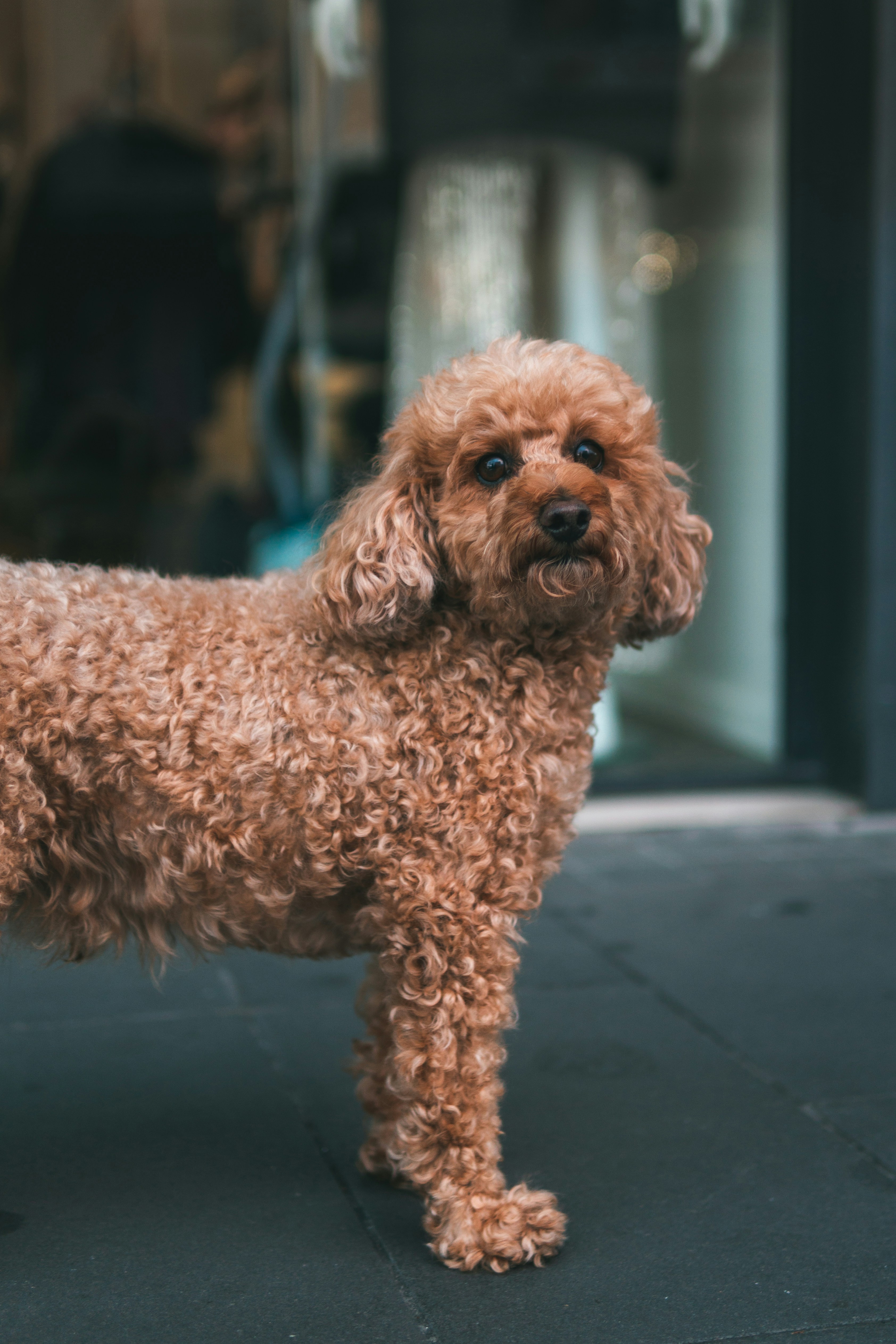 Brown Poodle Standing on Sidewalk