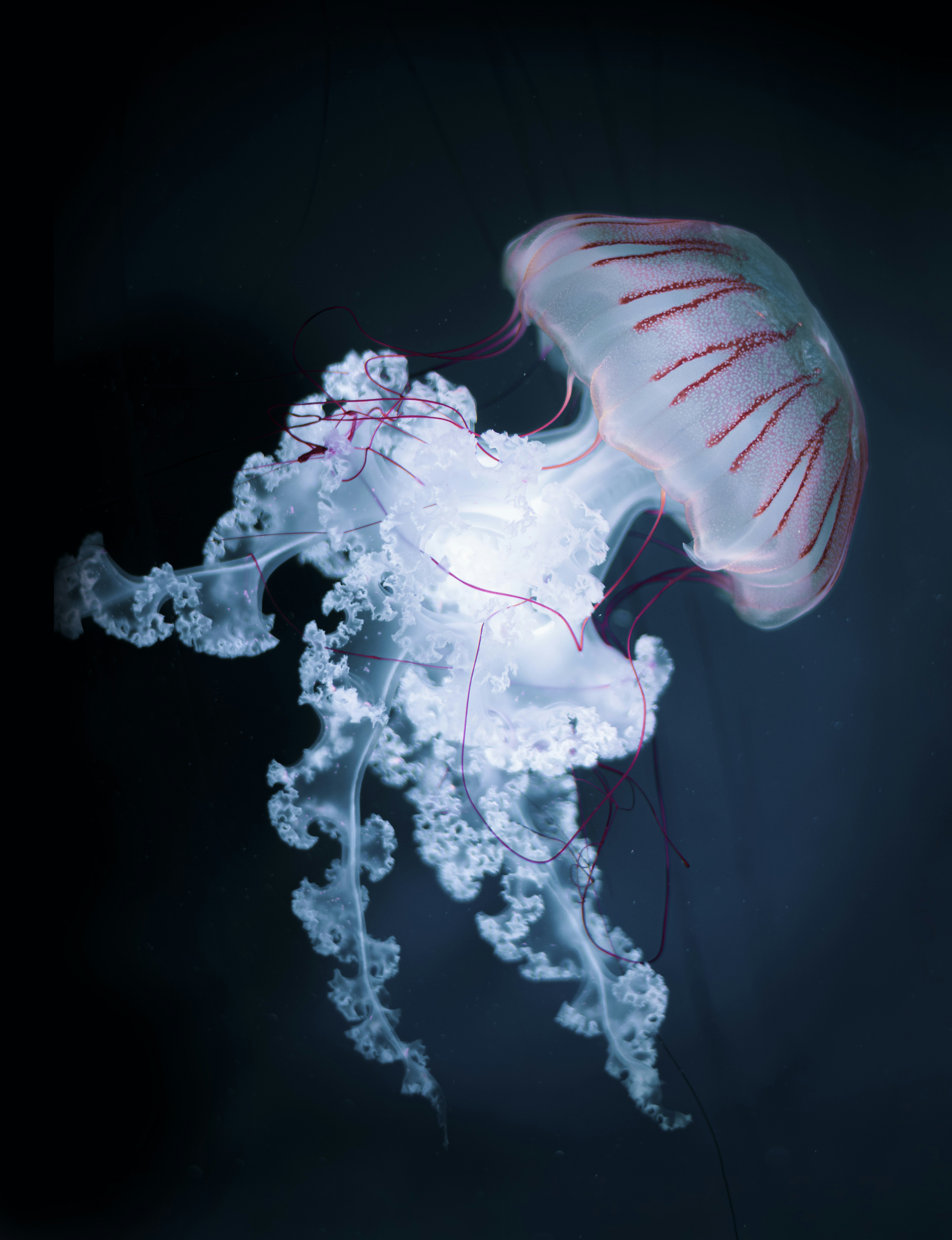 Red-striped Jellyfish Underwater