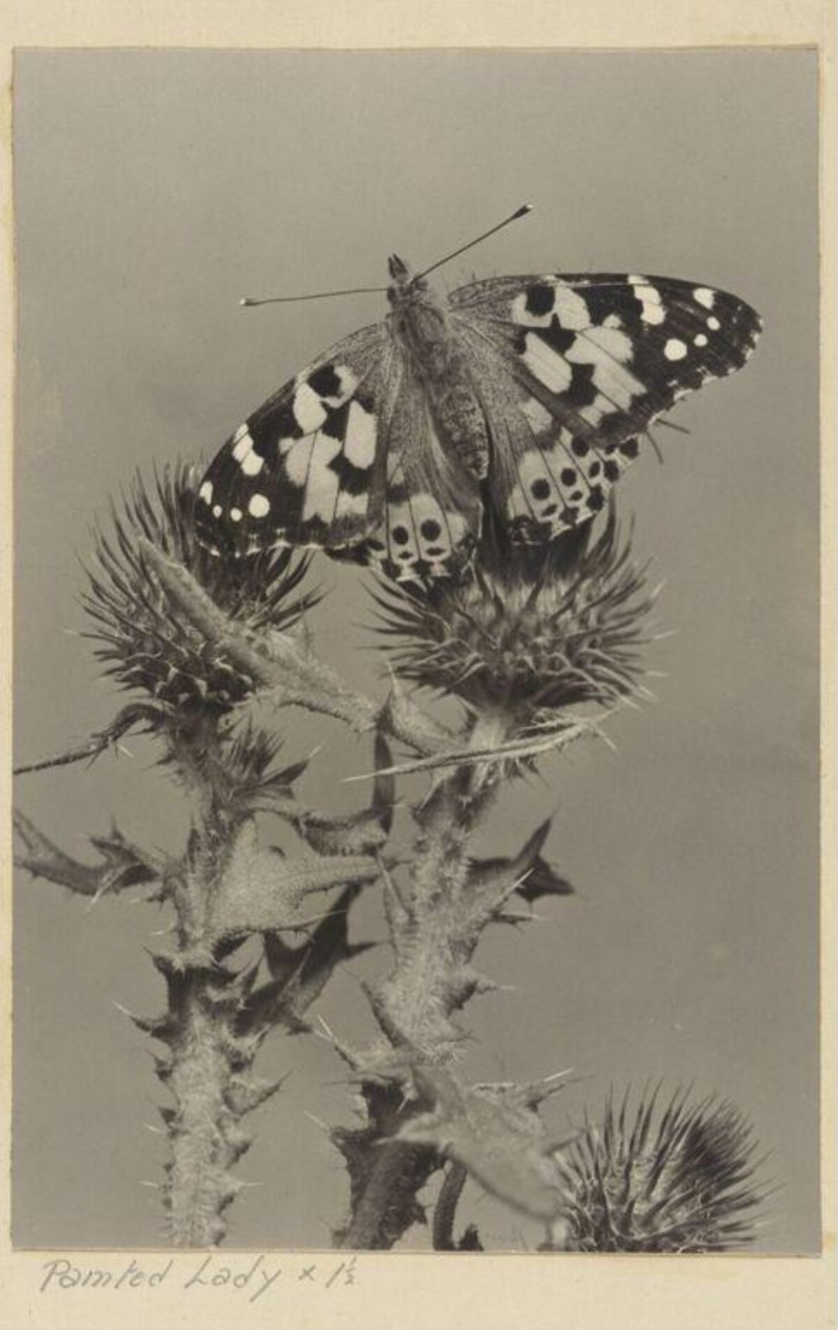 Painted Lady Butterfly on Thistle