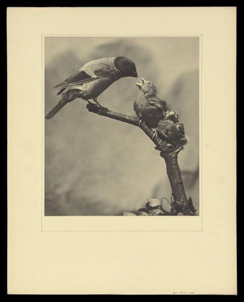 Parent Bird Feeding Chicks on Branch