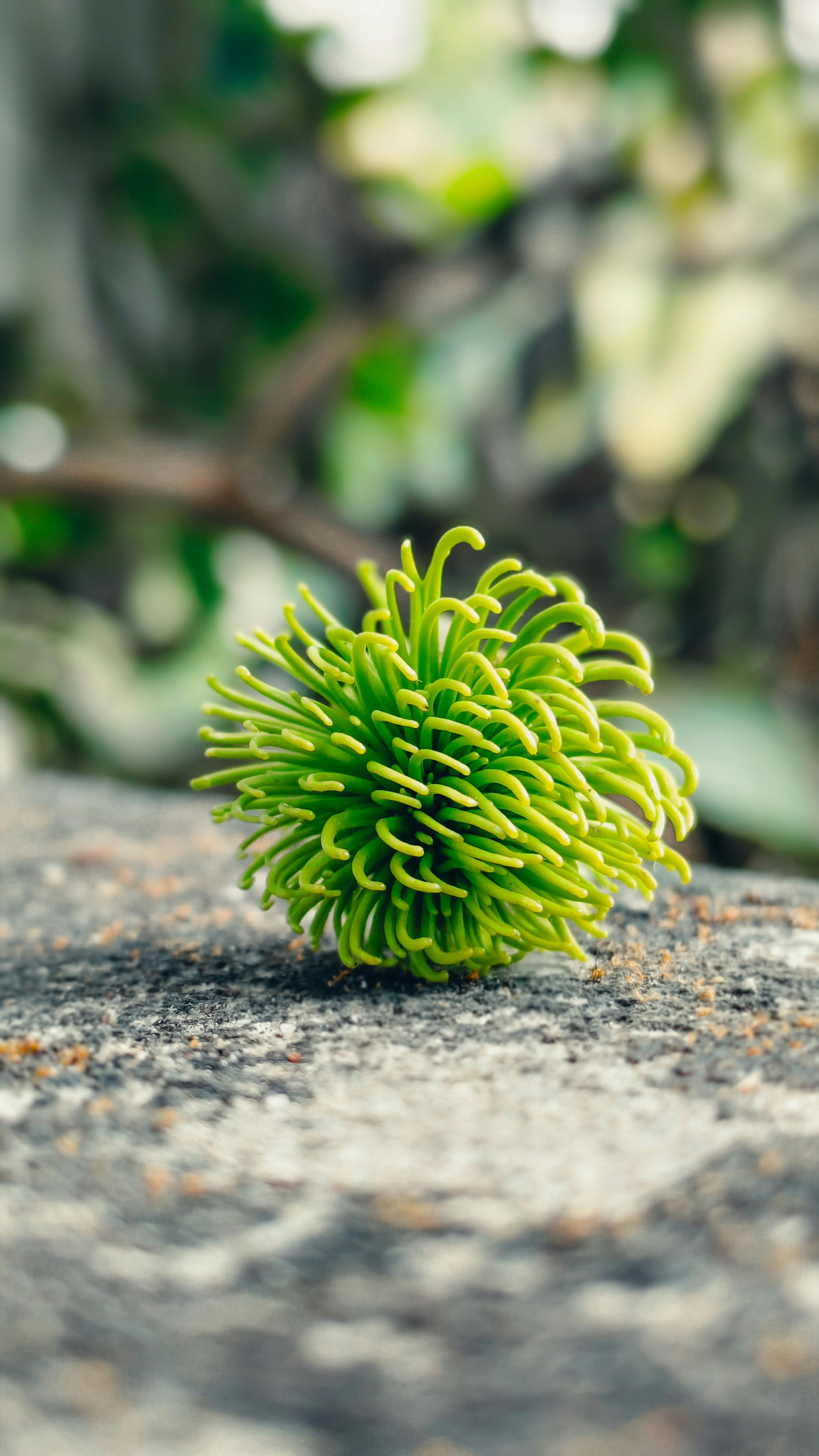 Green Spherical Pod on Rough Rock
