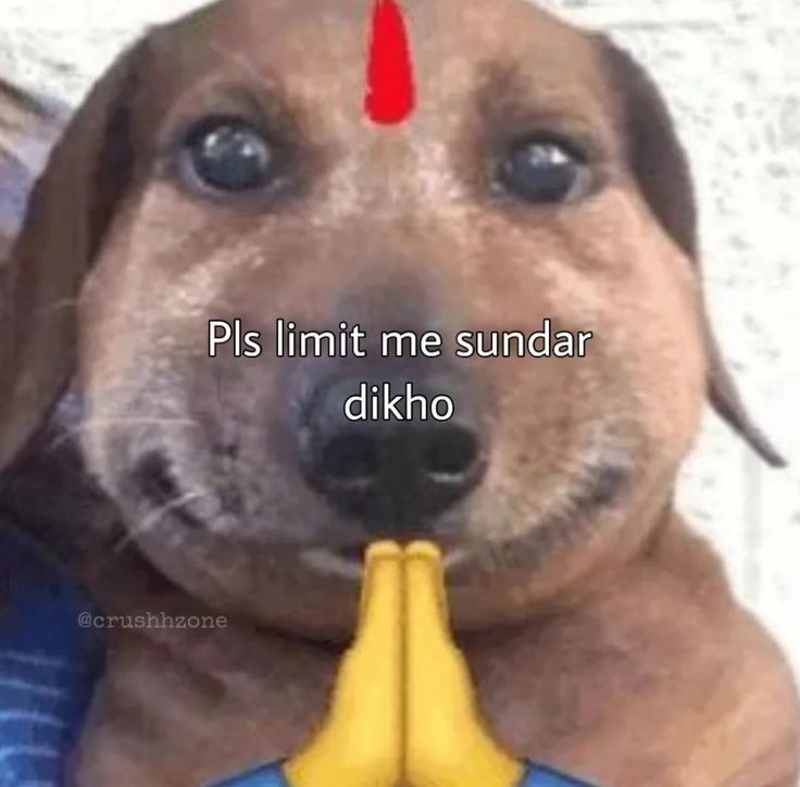Praying Dog Funny Hindi Meme