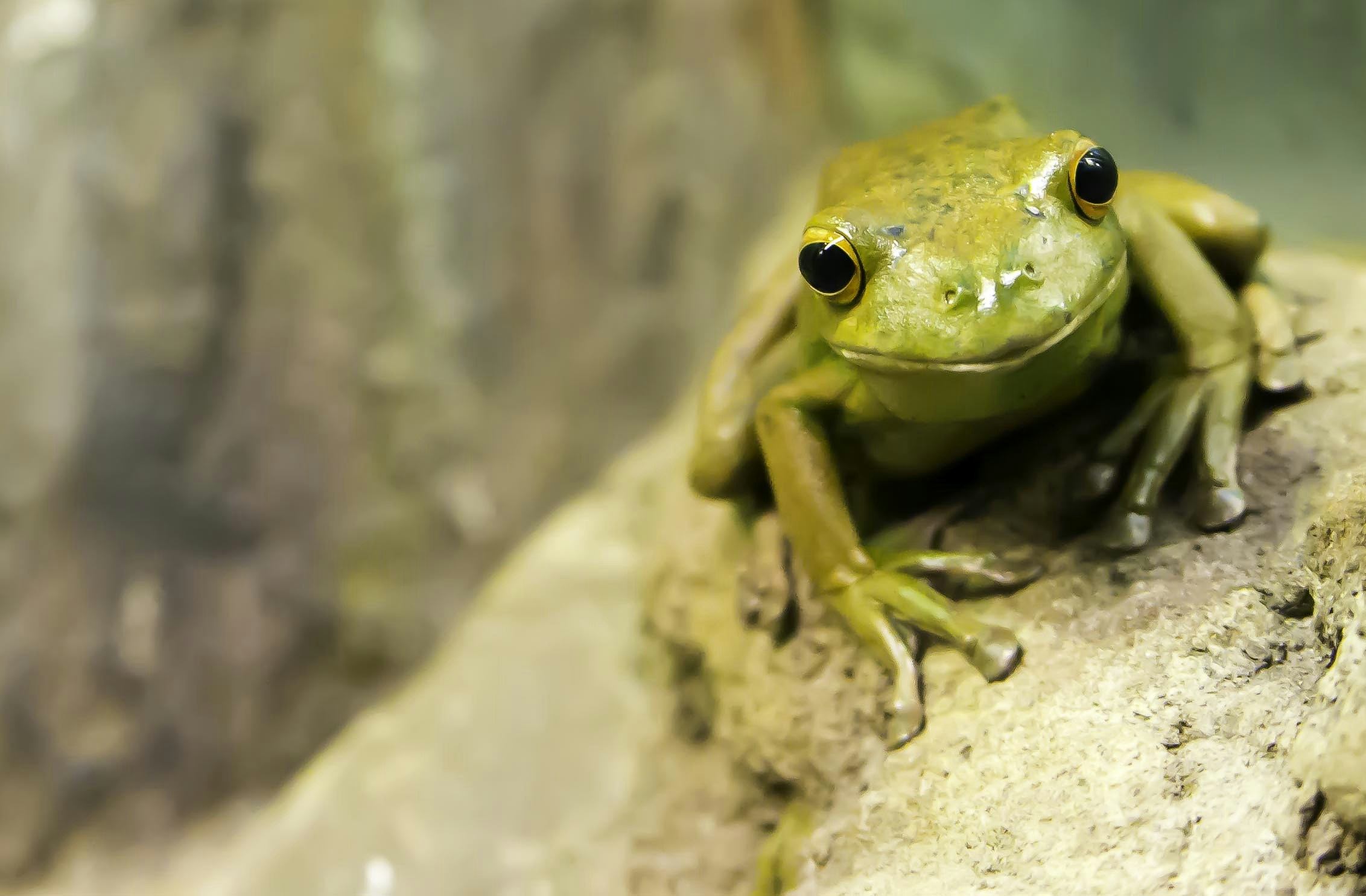 Yellow-green Frog Resting on Tree Bark