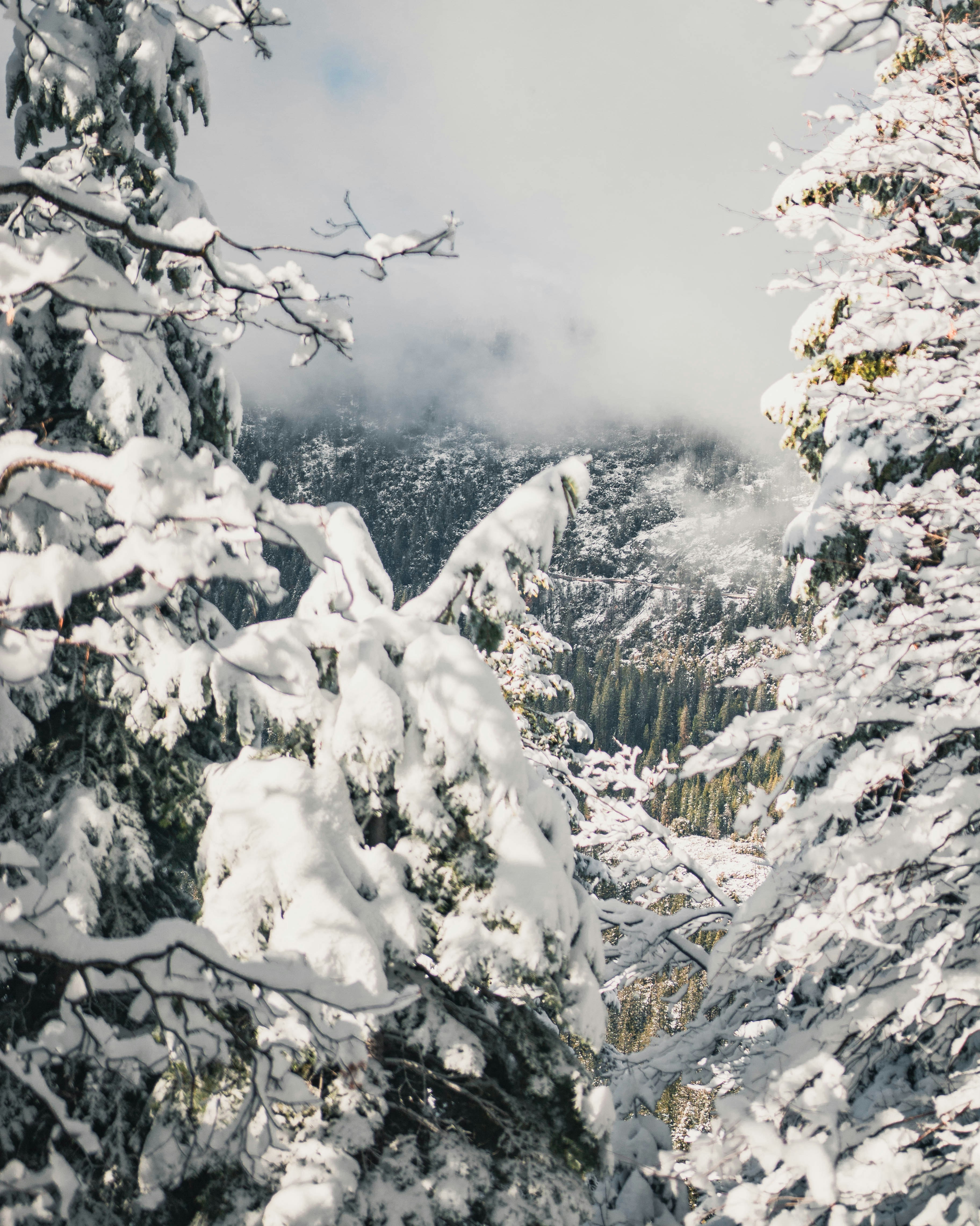 Snow-covered Mountain Forest