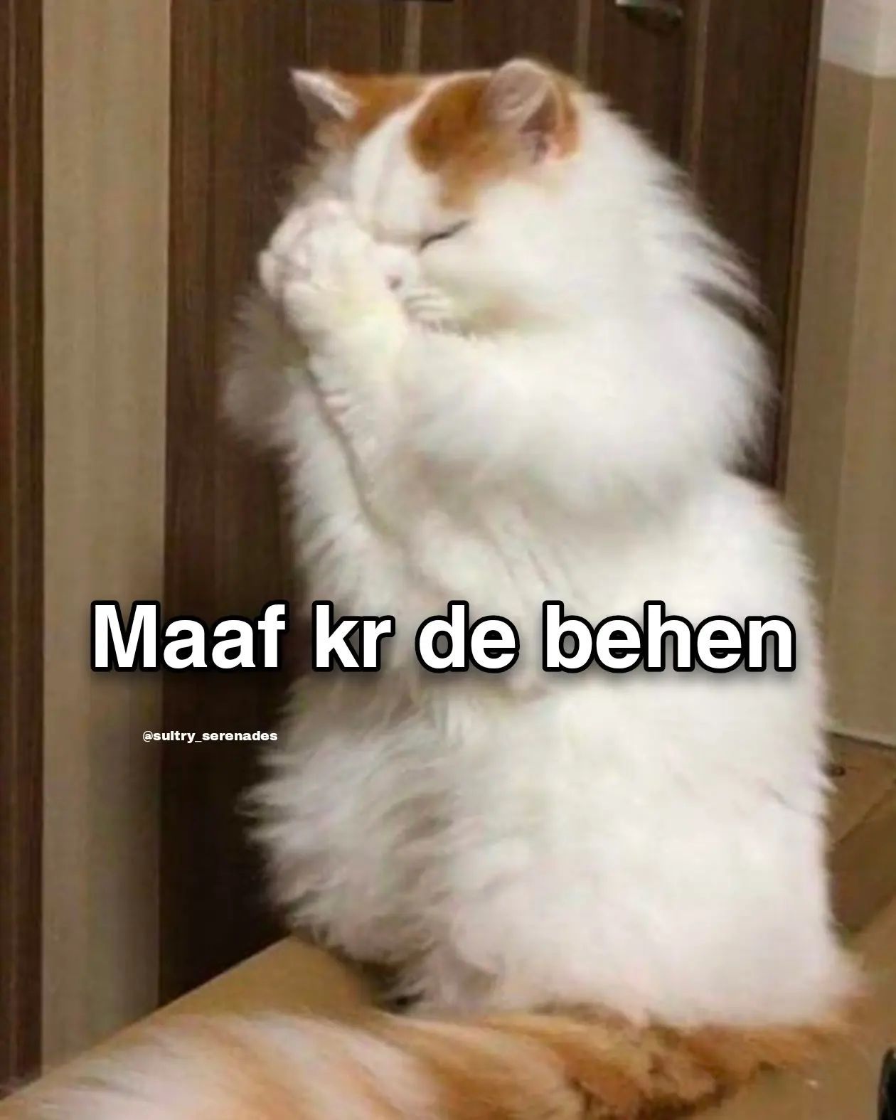 Apologetic Cat Meme