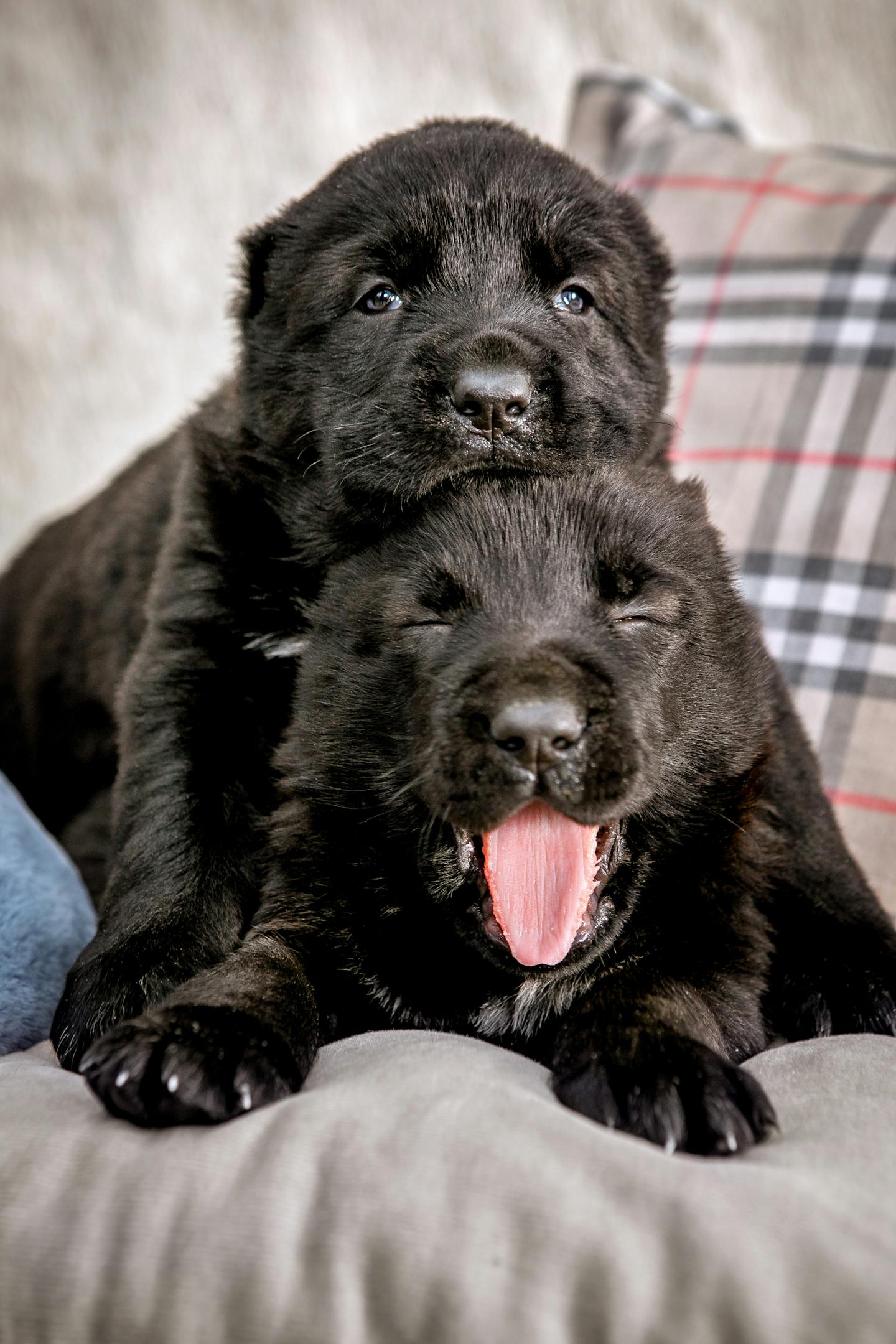 Two Black Puppies Cuddling