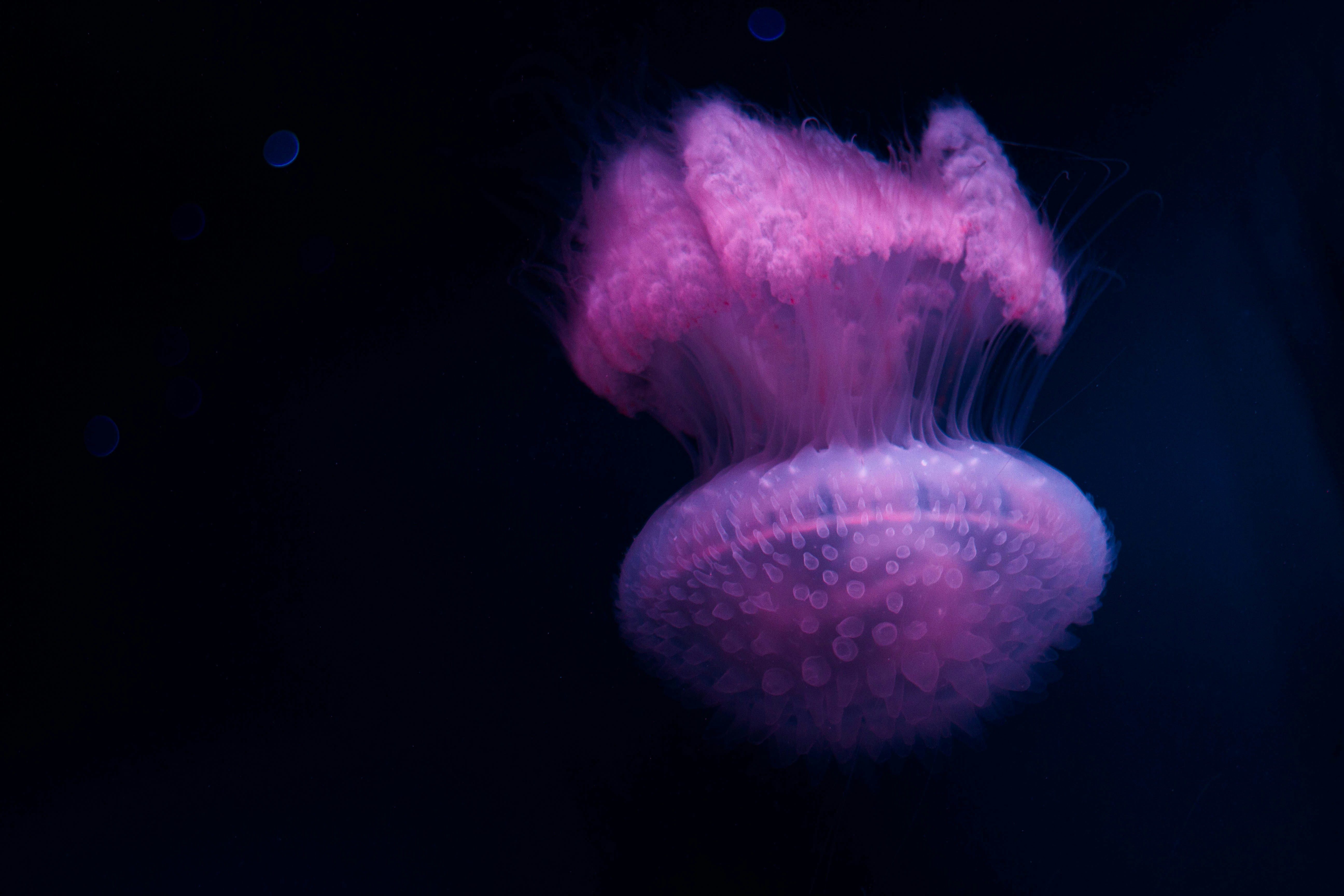Pink Glowing Jellyfish