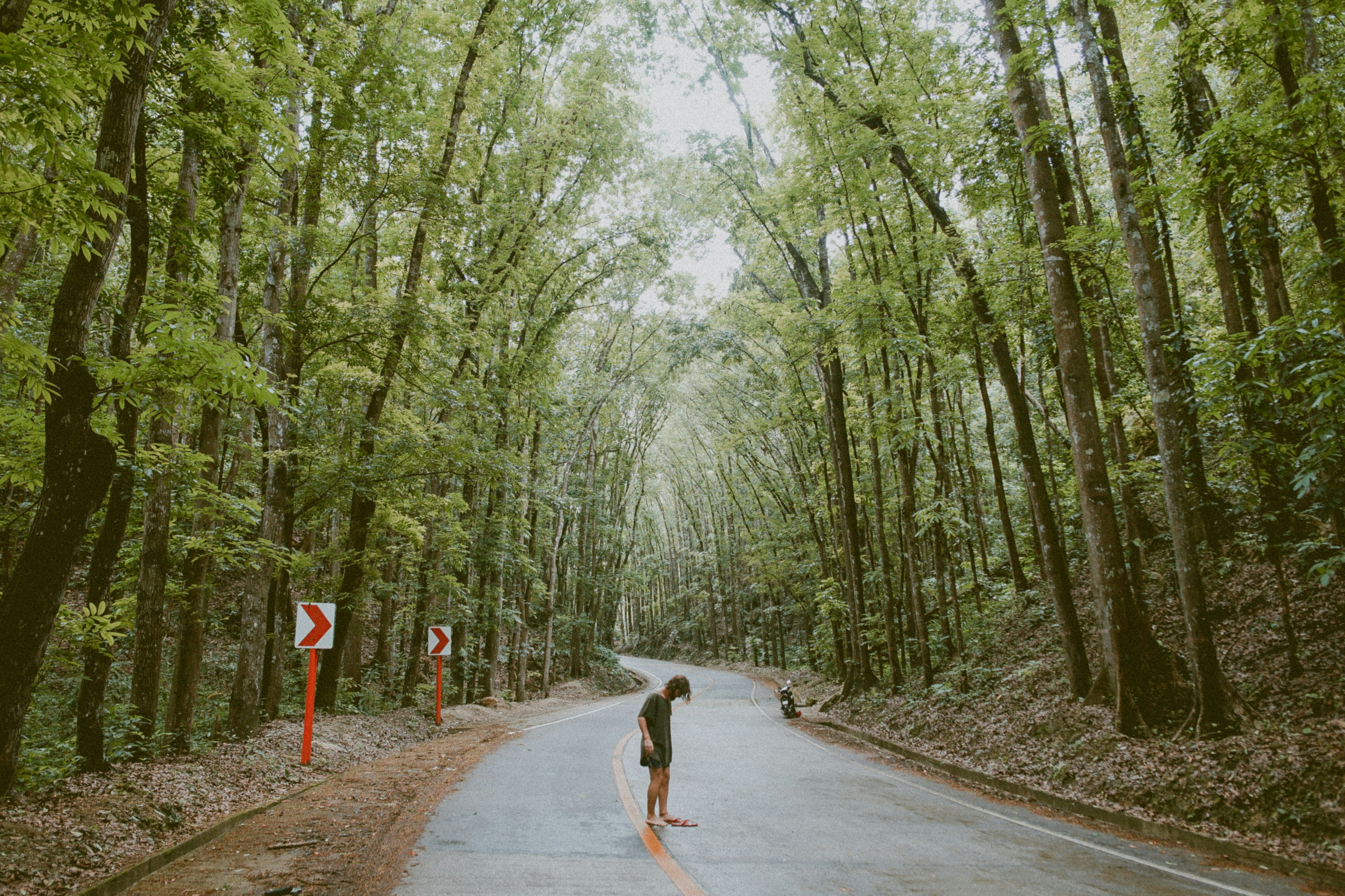 Person Standing on Forest Road