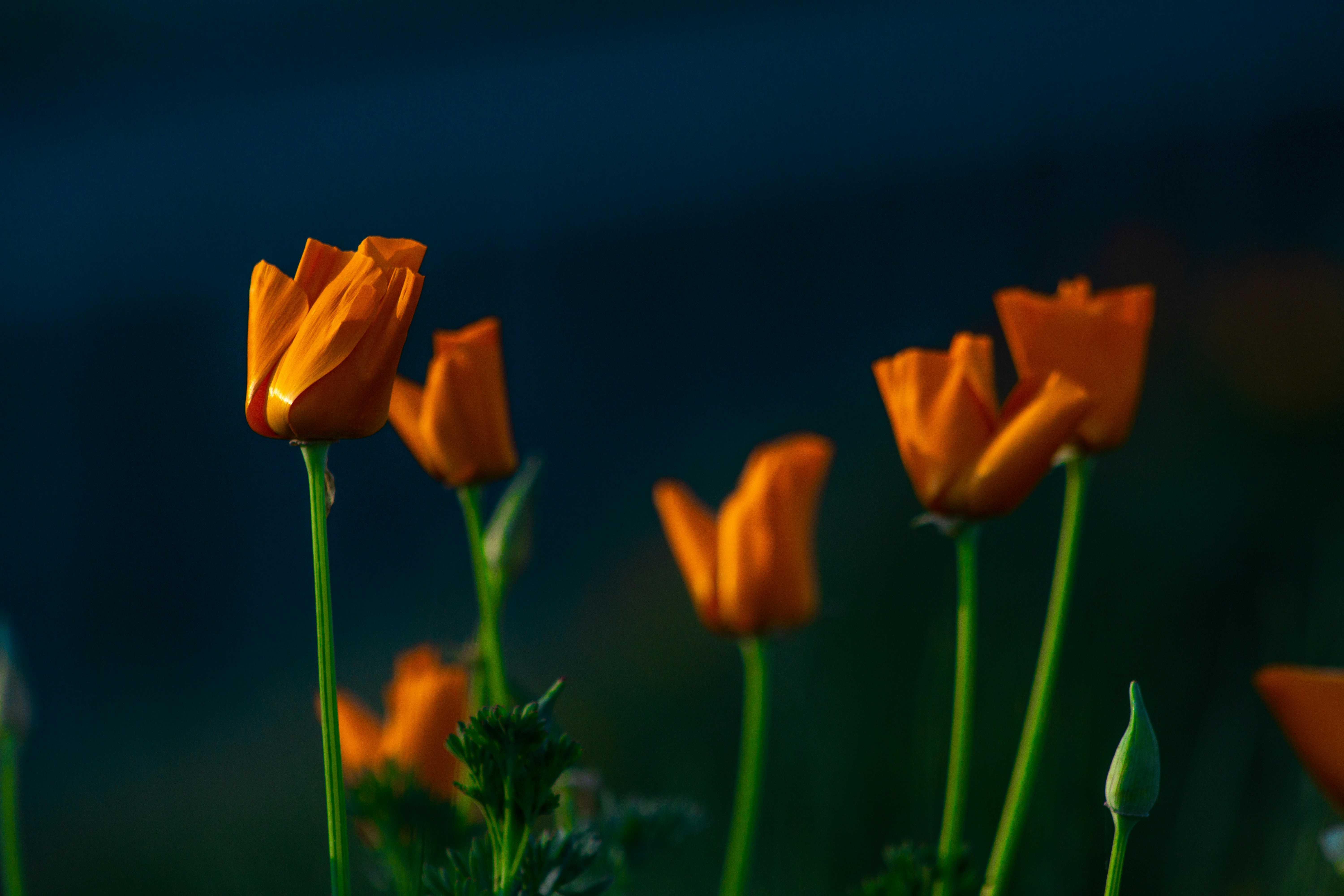 Close-up of Orange Poppies