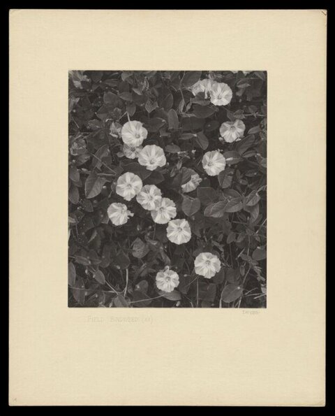 Black and White Field Bindweed