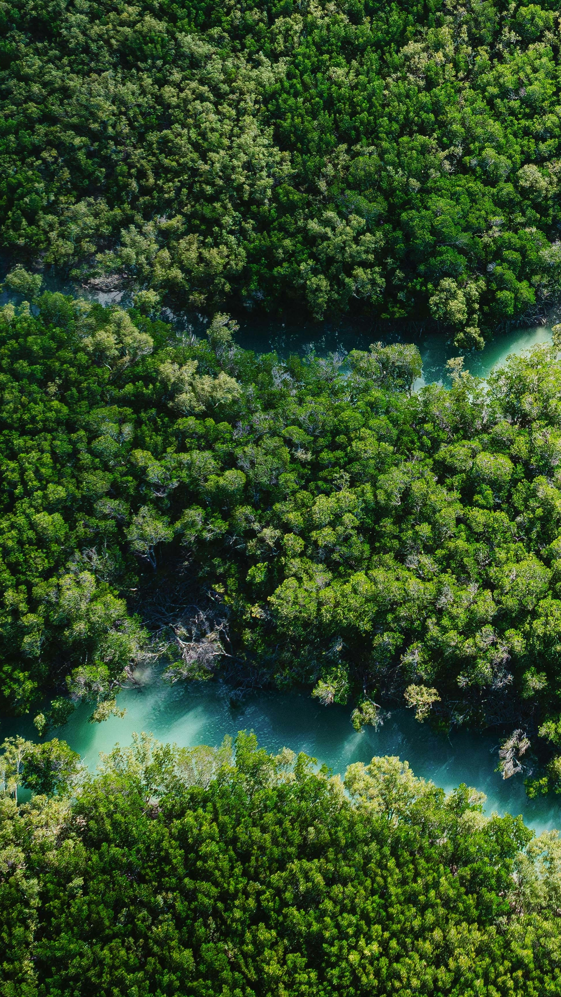 Aerial View of Winding Forest River