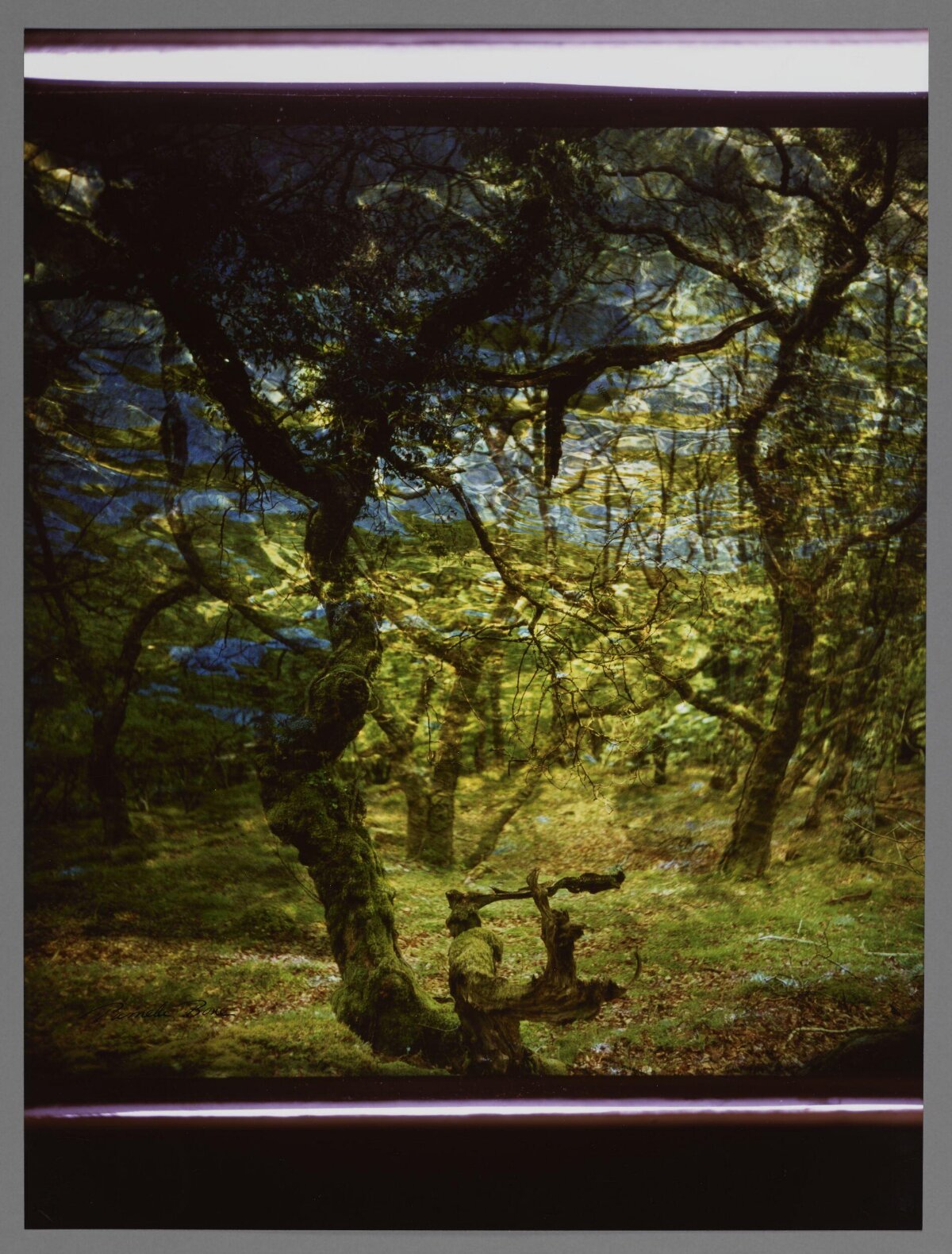 Double Exposure Forest Reflection