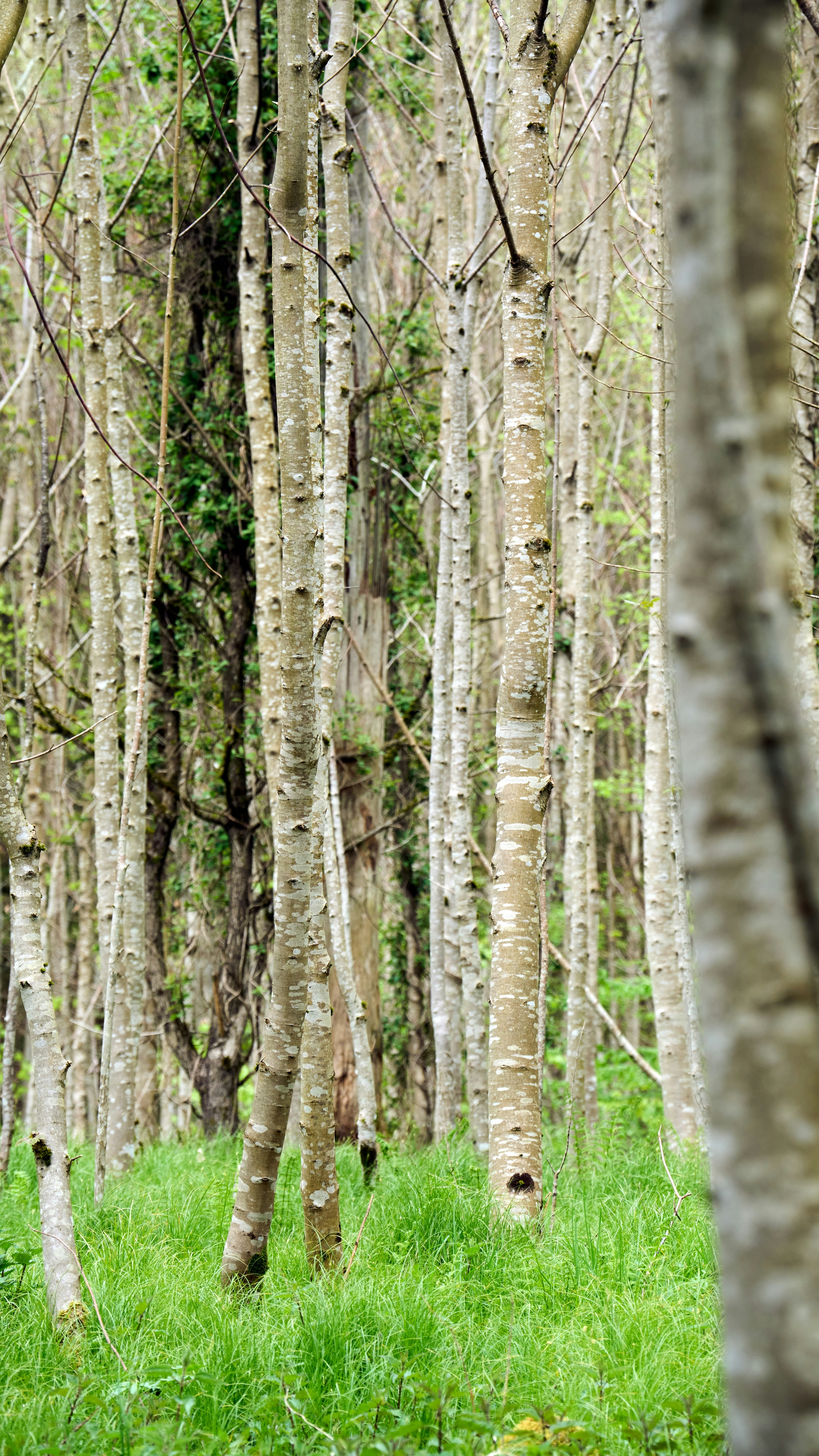 Dense Young Birch Tree Grove