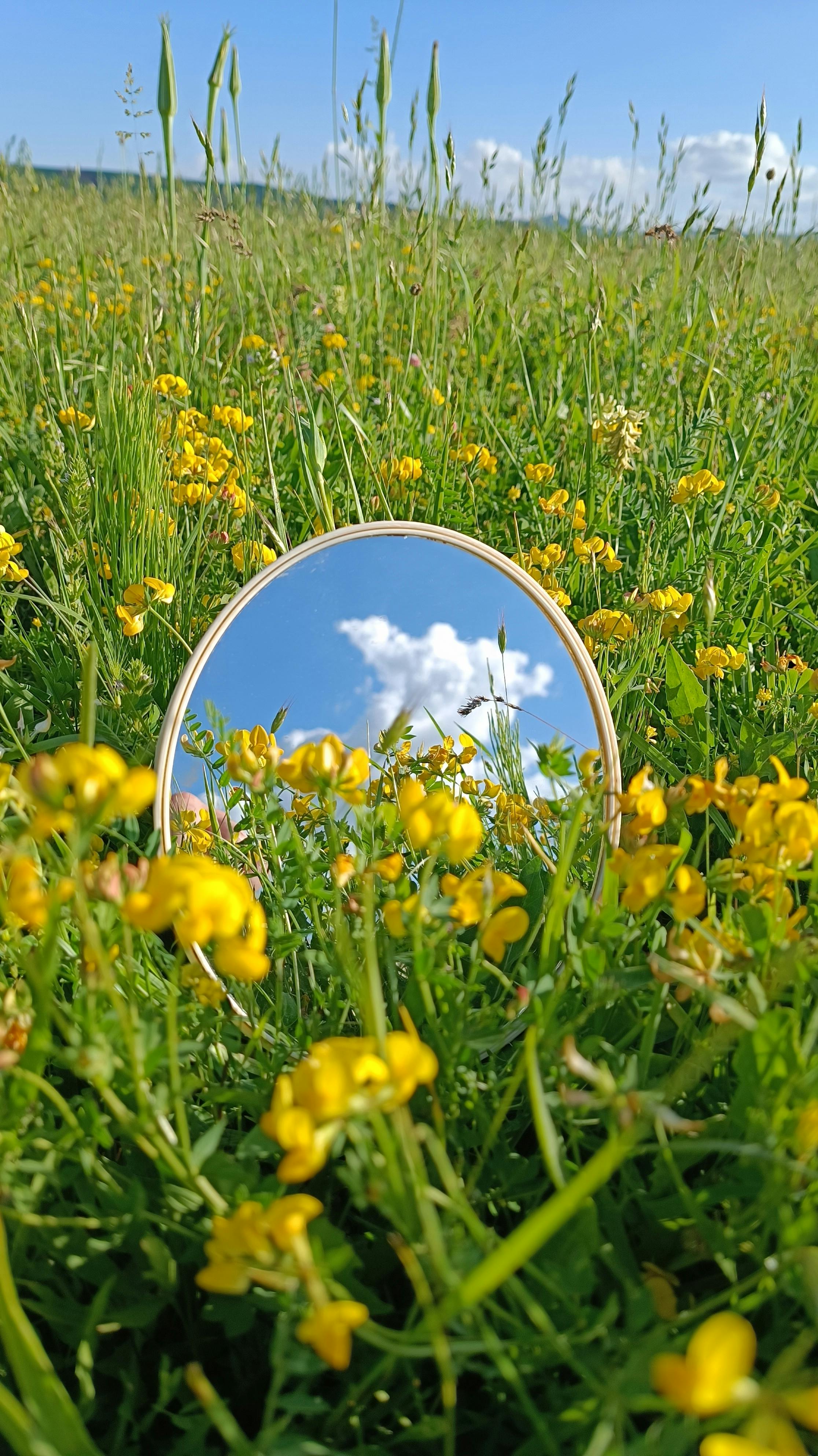 Mirror Reflecting Sky in Wildflower Meadow