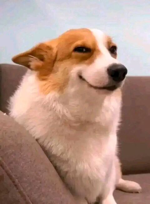 Smiling Corgi on Brown Couch