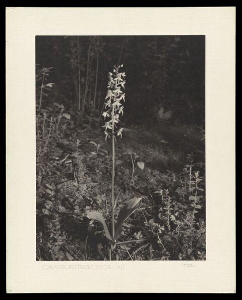 Greater Butterfly Orchid Black and White Photo
