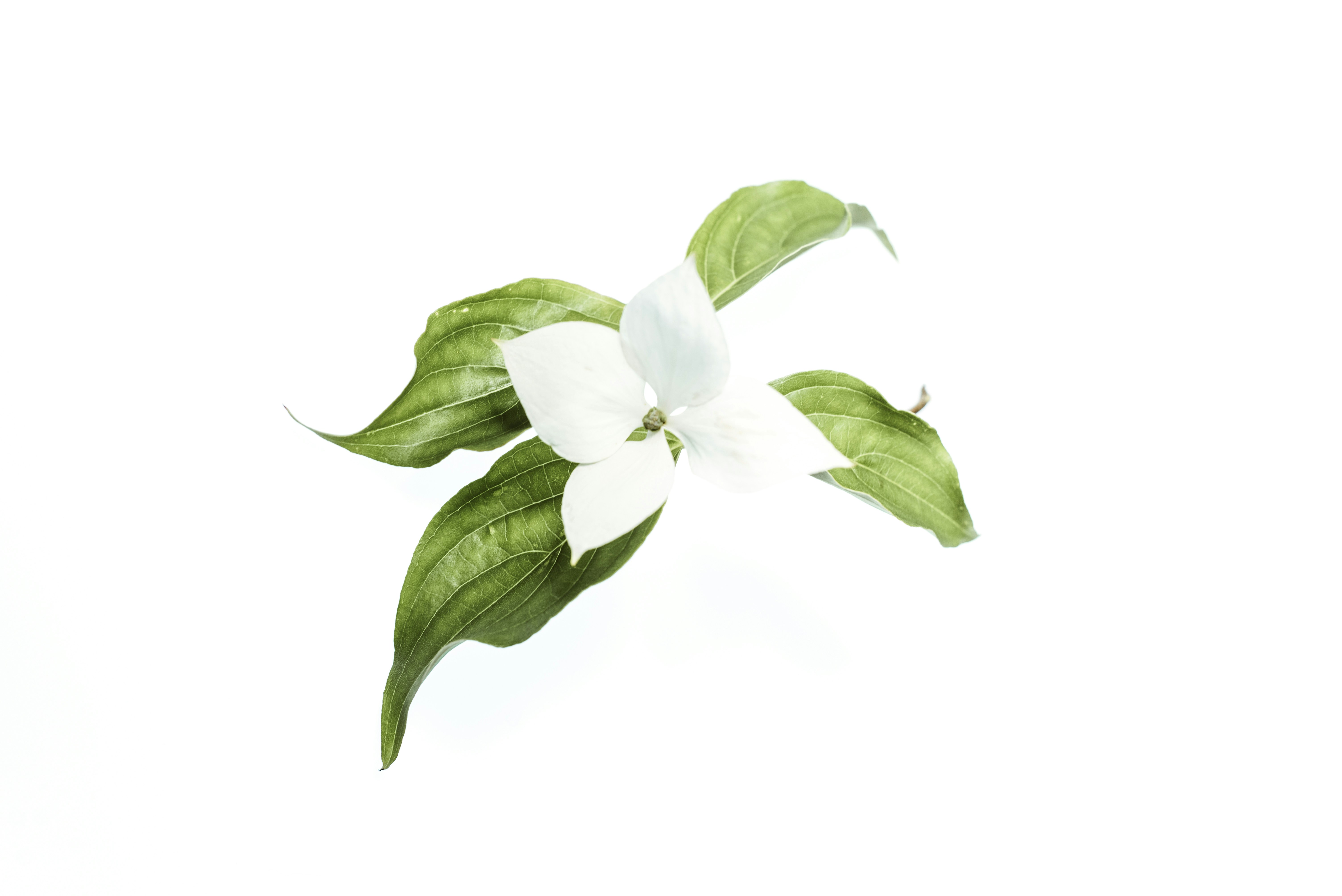 White Dogwood Flower on White Background