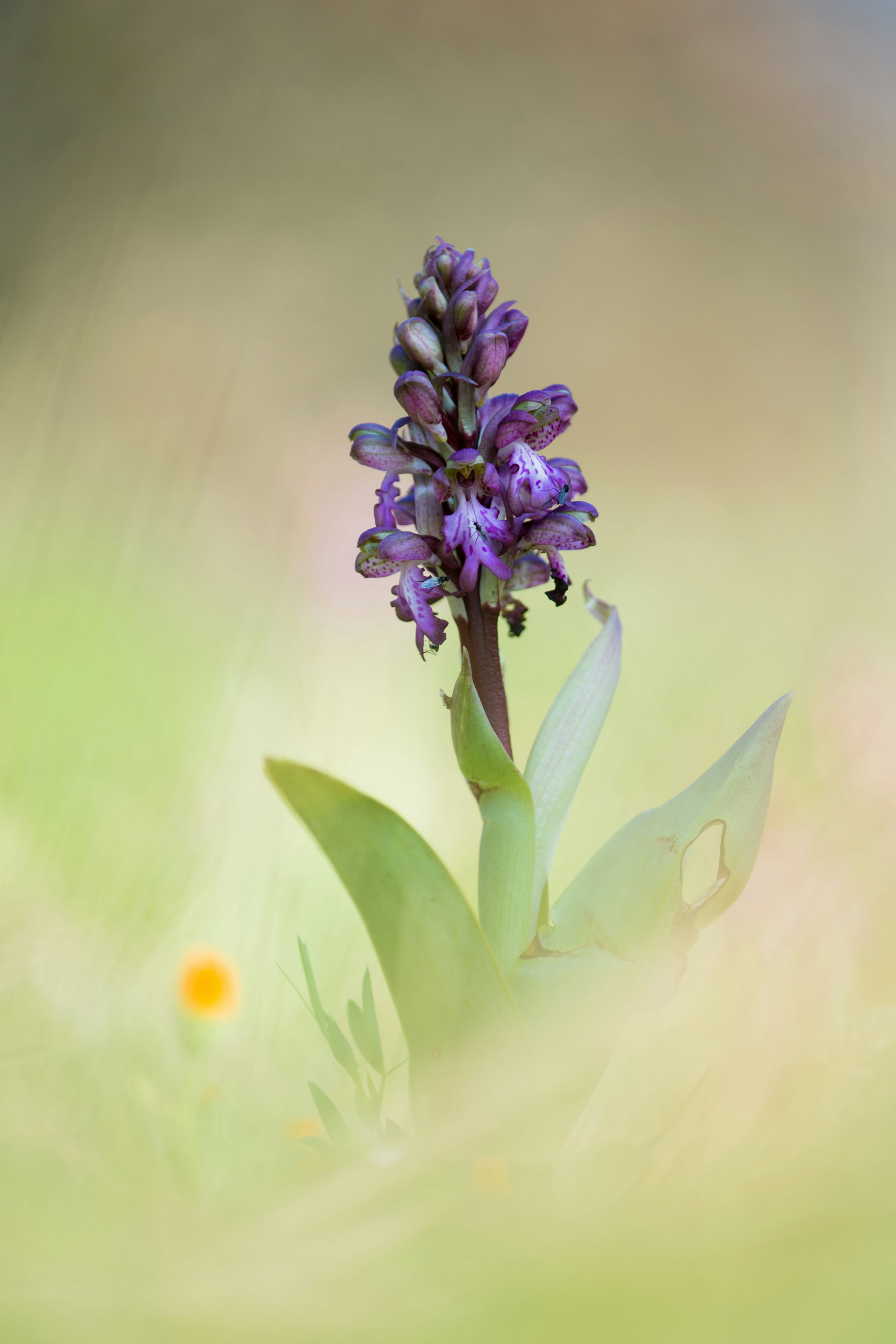 Purple Wild Orchid in Grass