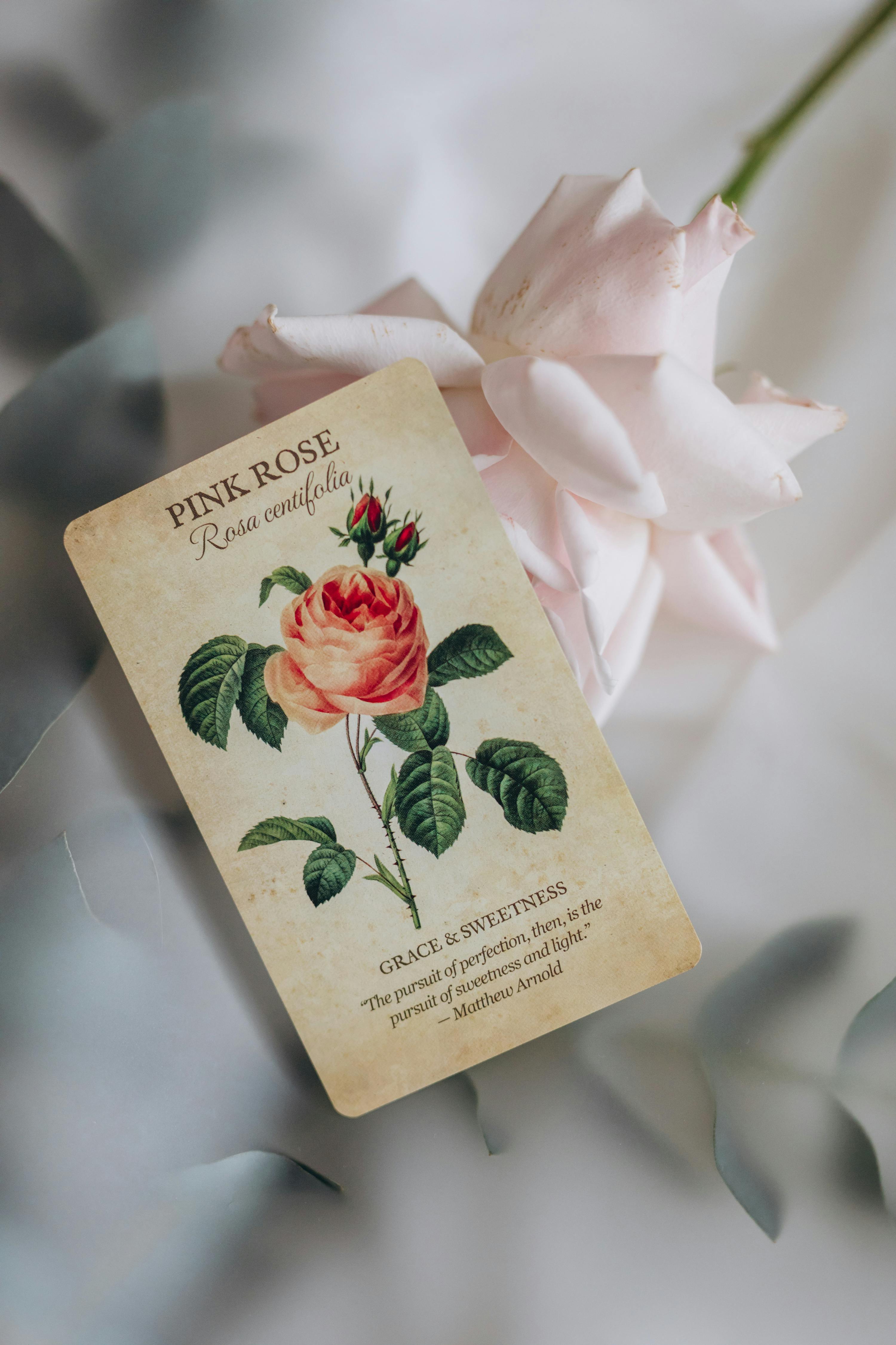 Pink Rose Botanical Card With Real Rose