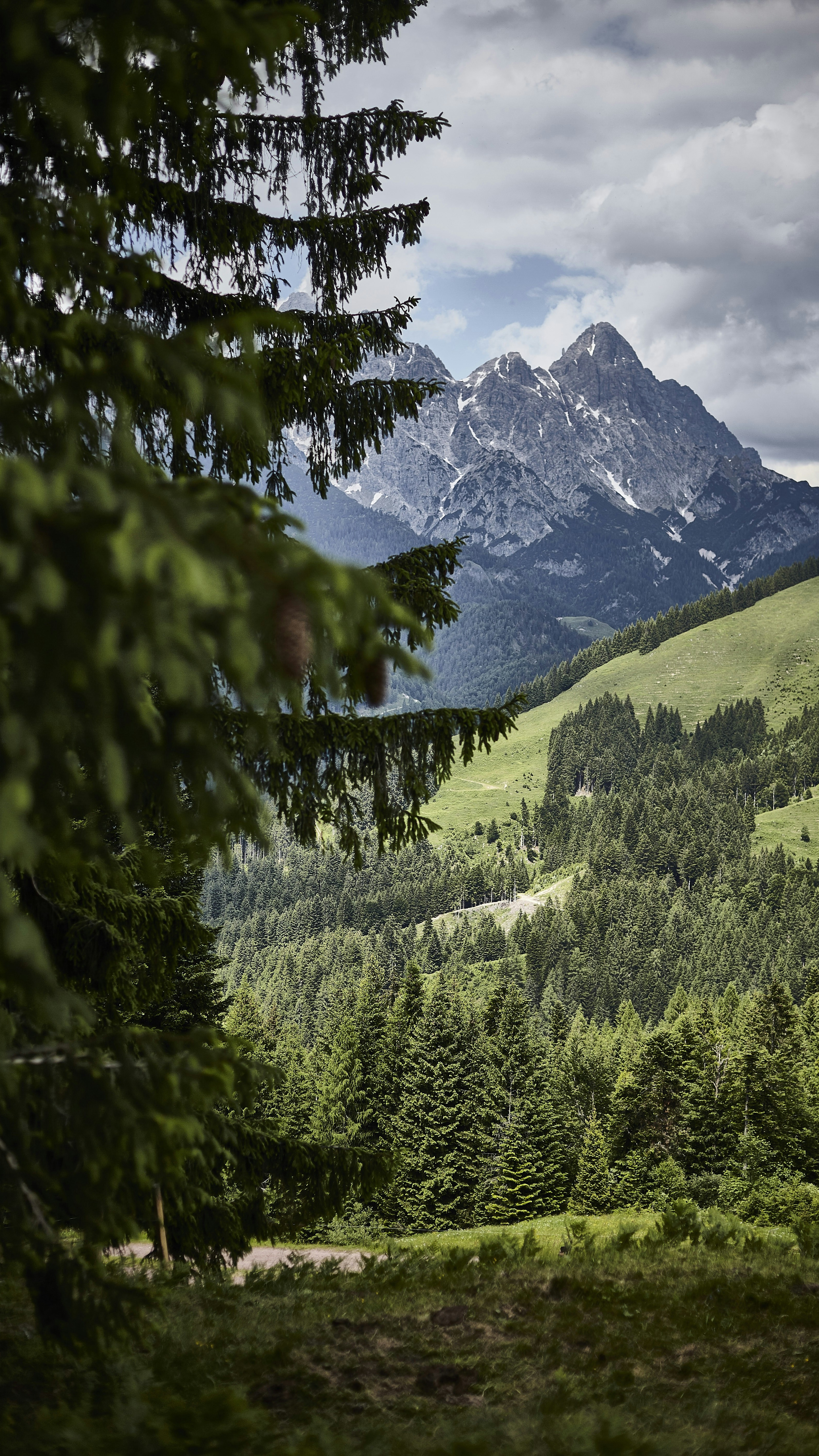 Alpine Mountain and Forest Landscape