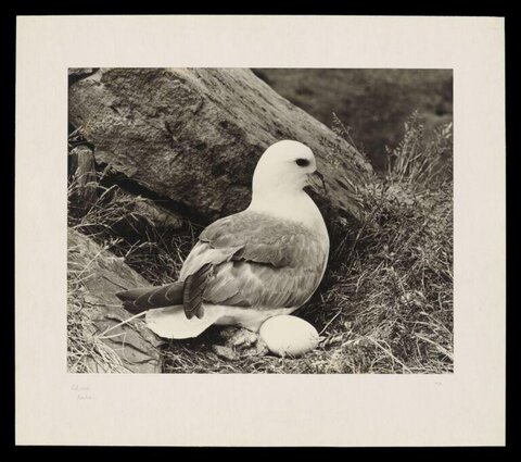 Fulmar Bird Nesting With Egg