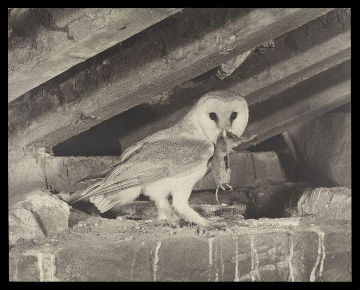 Barn Owl Holding Captured Mouse