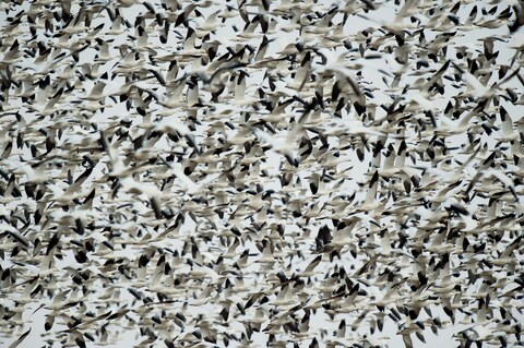 Flock of Snow Geese in Flight