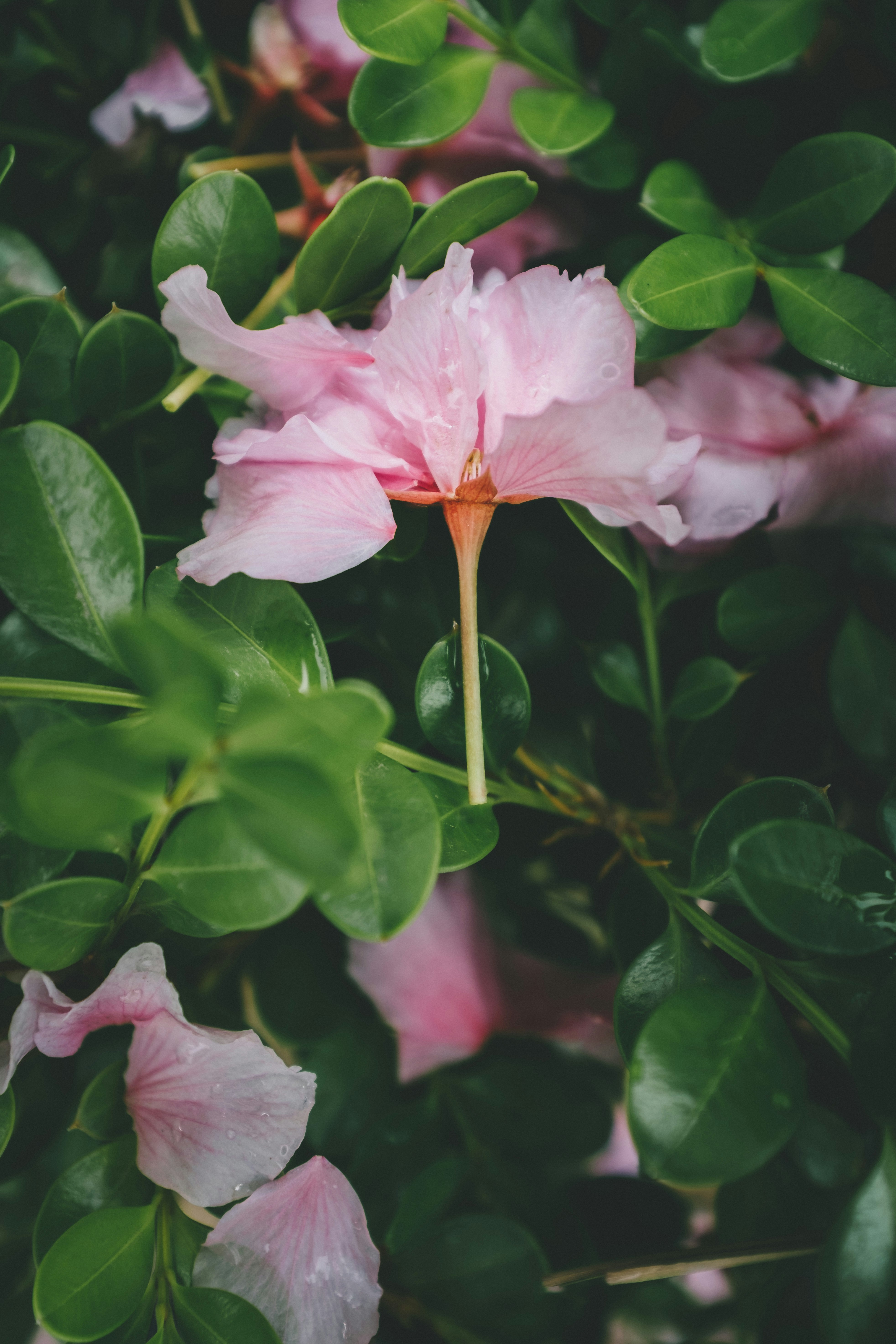 Pink Flower Among Green Foliage