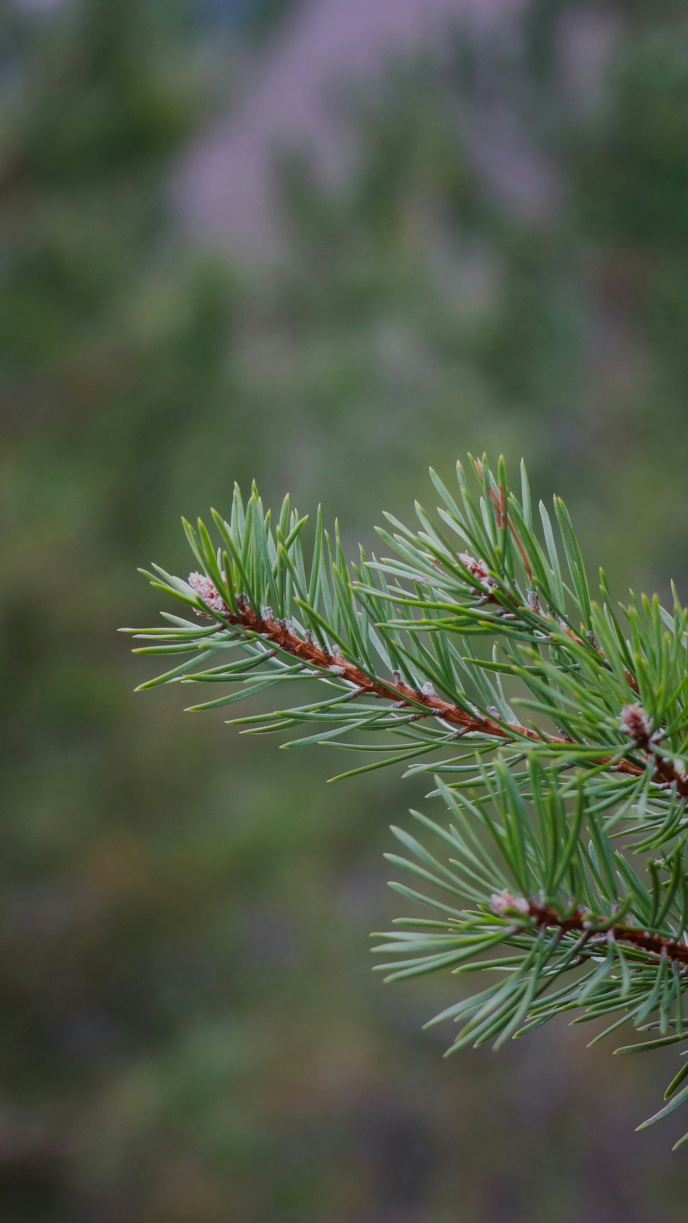 Close Up of Pine Branch